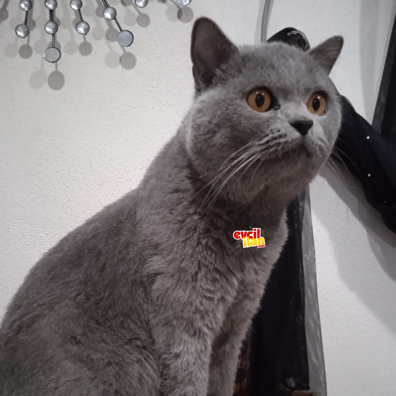 British shorthair 2 yaşında erkek tecrübeli oğluma Eş