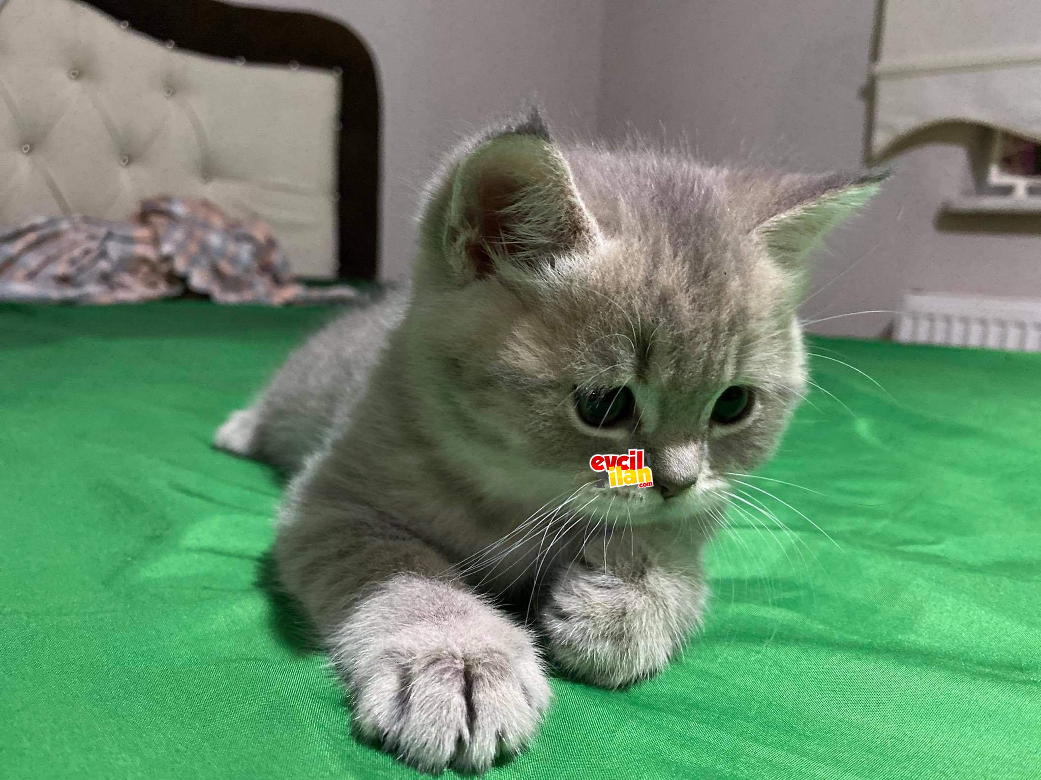 British shorthair 3 aylık erkek yavru