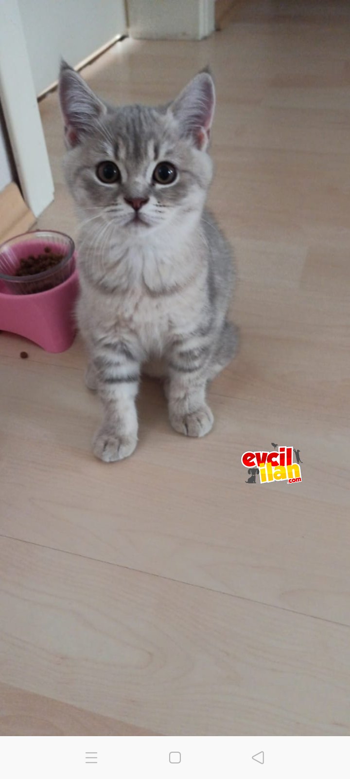 British shorthair 3 aylık erkek yavru