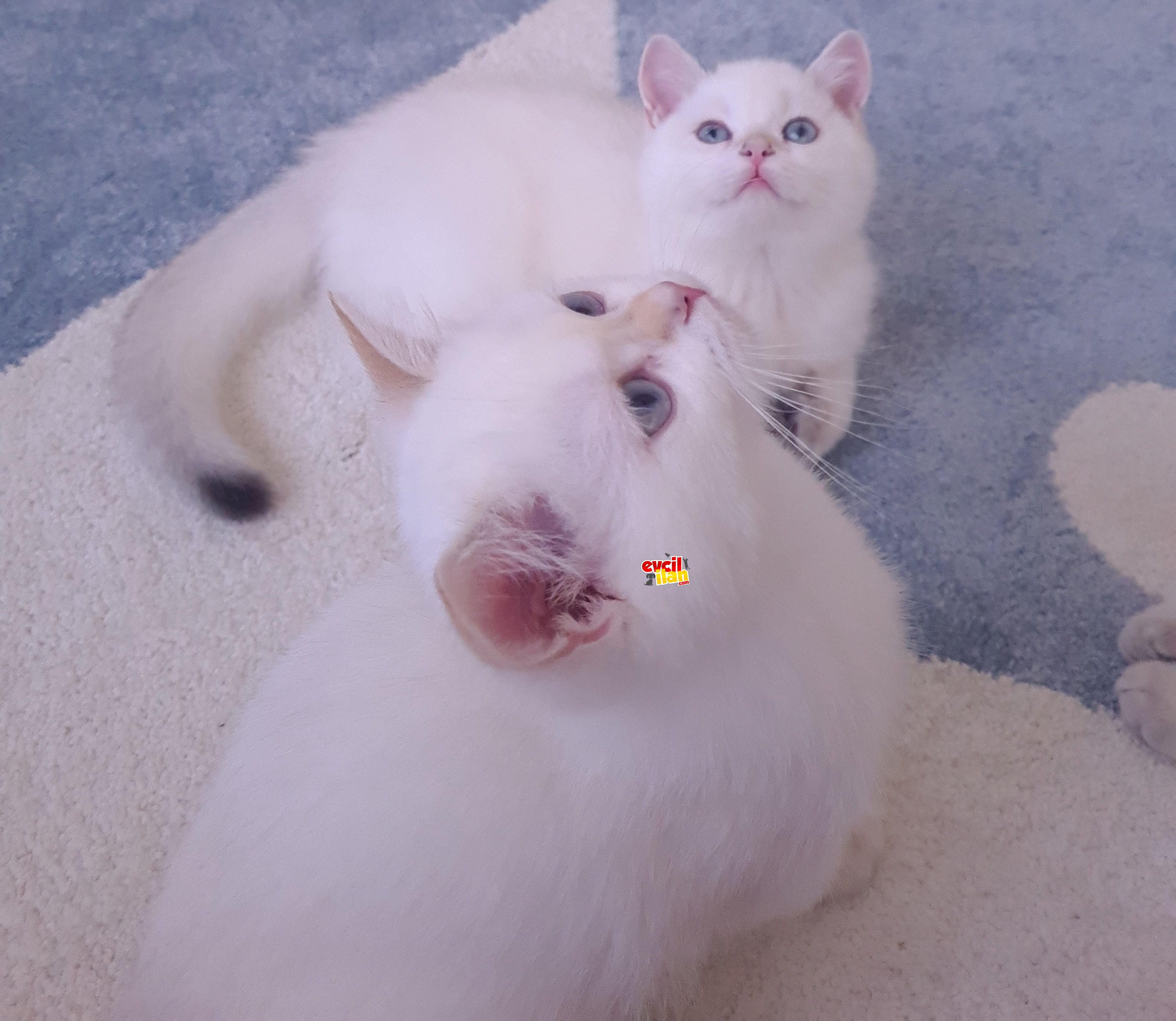 British Shorthair 3 Aylık Erkek Yavrular. Detaylar Açıklamada. 