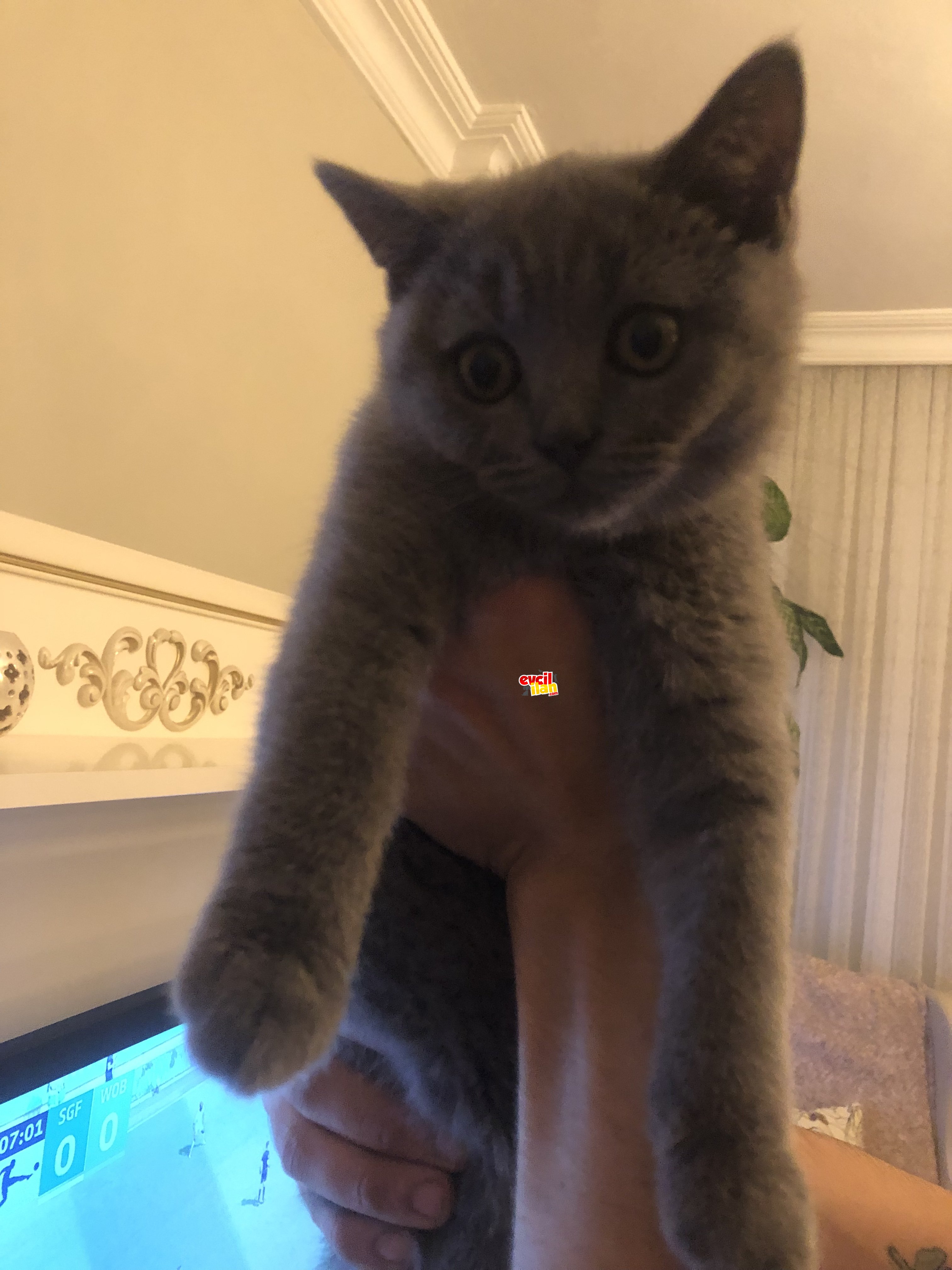 British shorthair 3 aylık yavru
