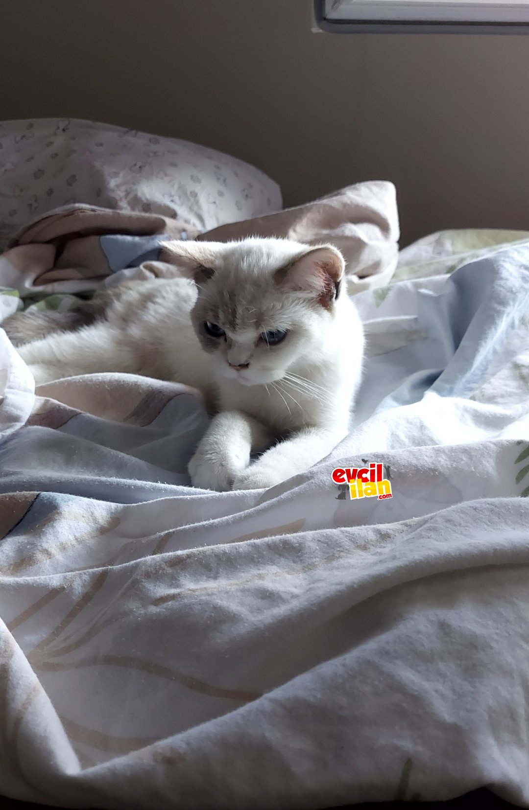 British Shorthair 4 Aylık Dişi Prenses...