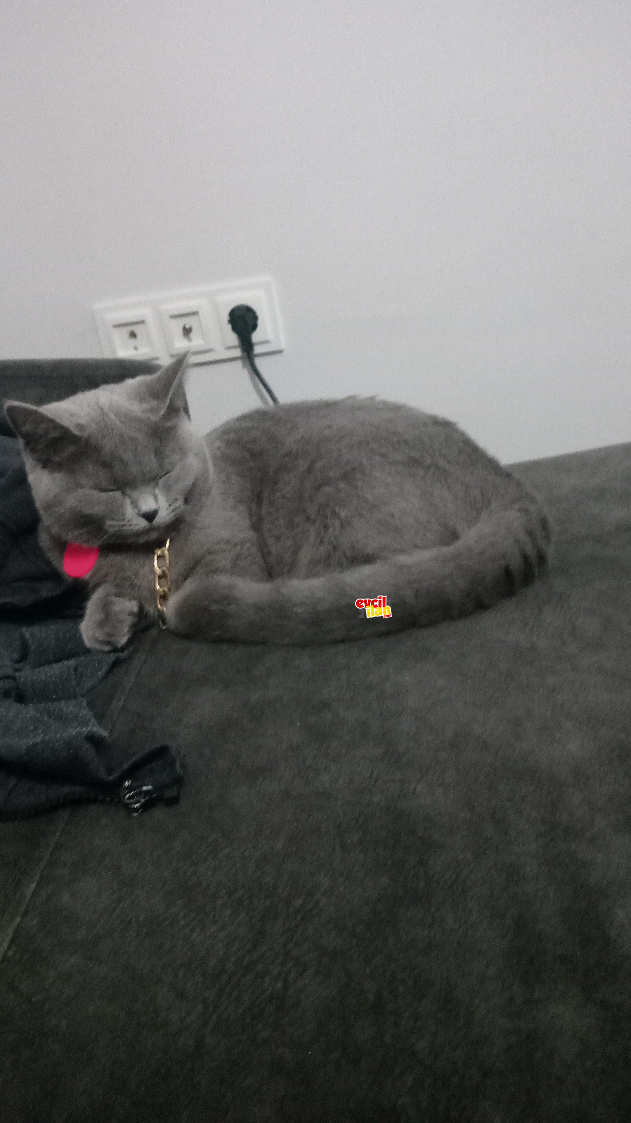 british shorthair 5 aylık