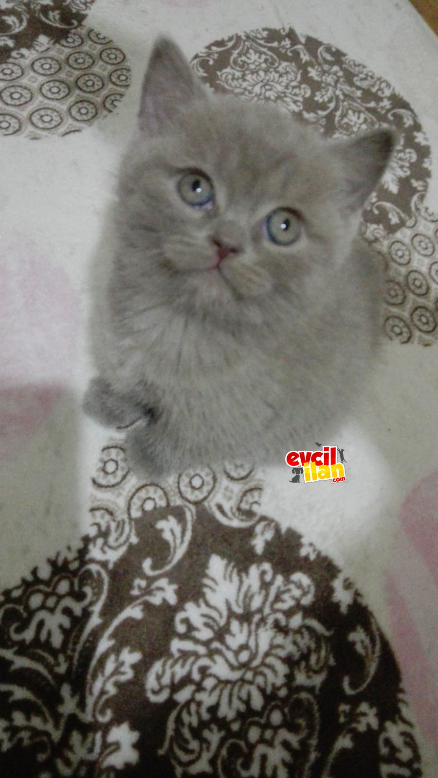 British shorthair 55 günlük yavru tuvalet eğitimi var mama yiyorlar
