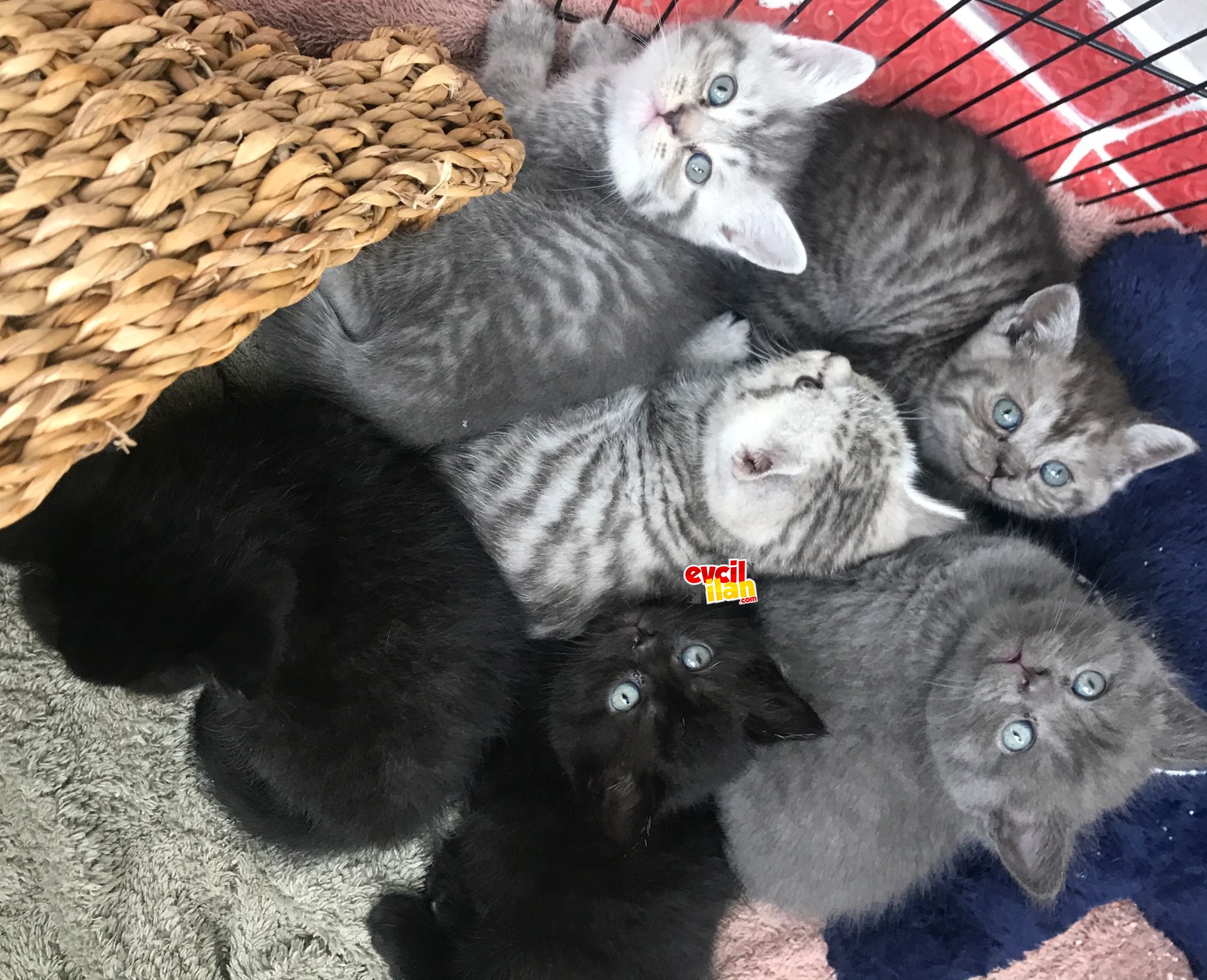 British Shorthair 6 yavru kedi
