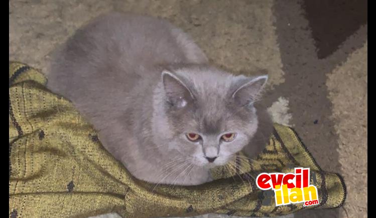British shorthair 7 aylık 