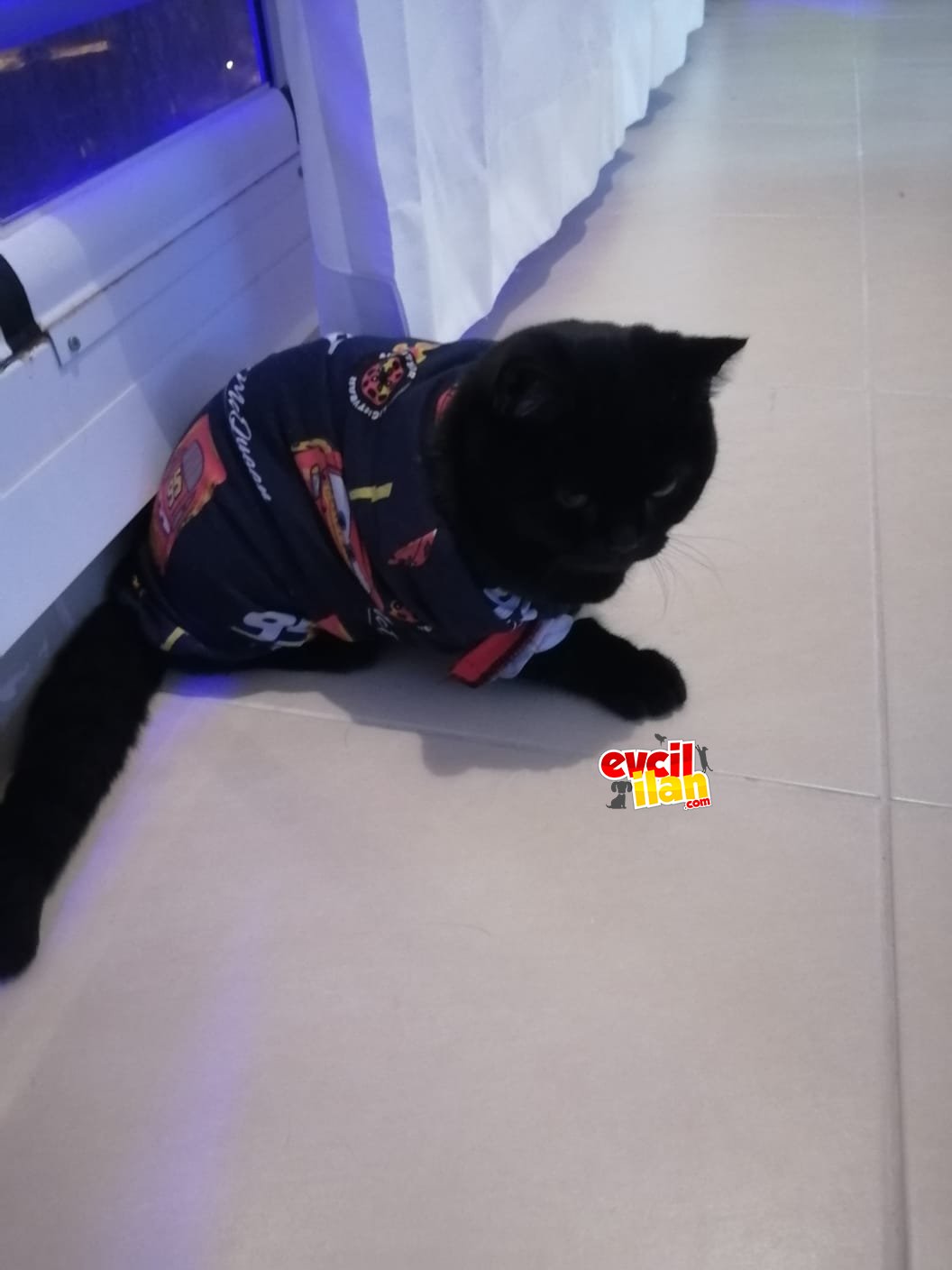 British shorthair aşıları eksiksiz