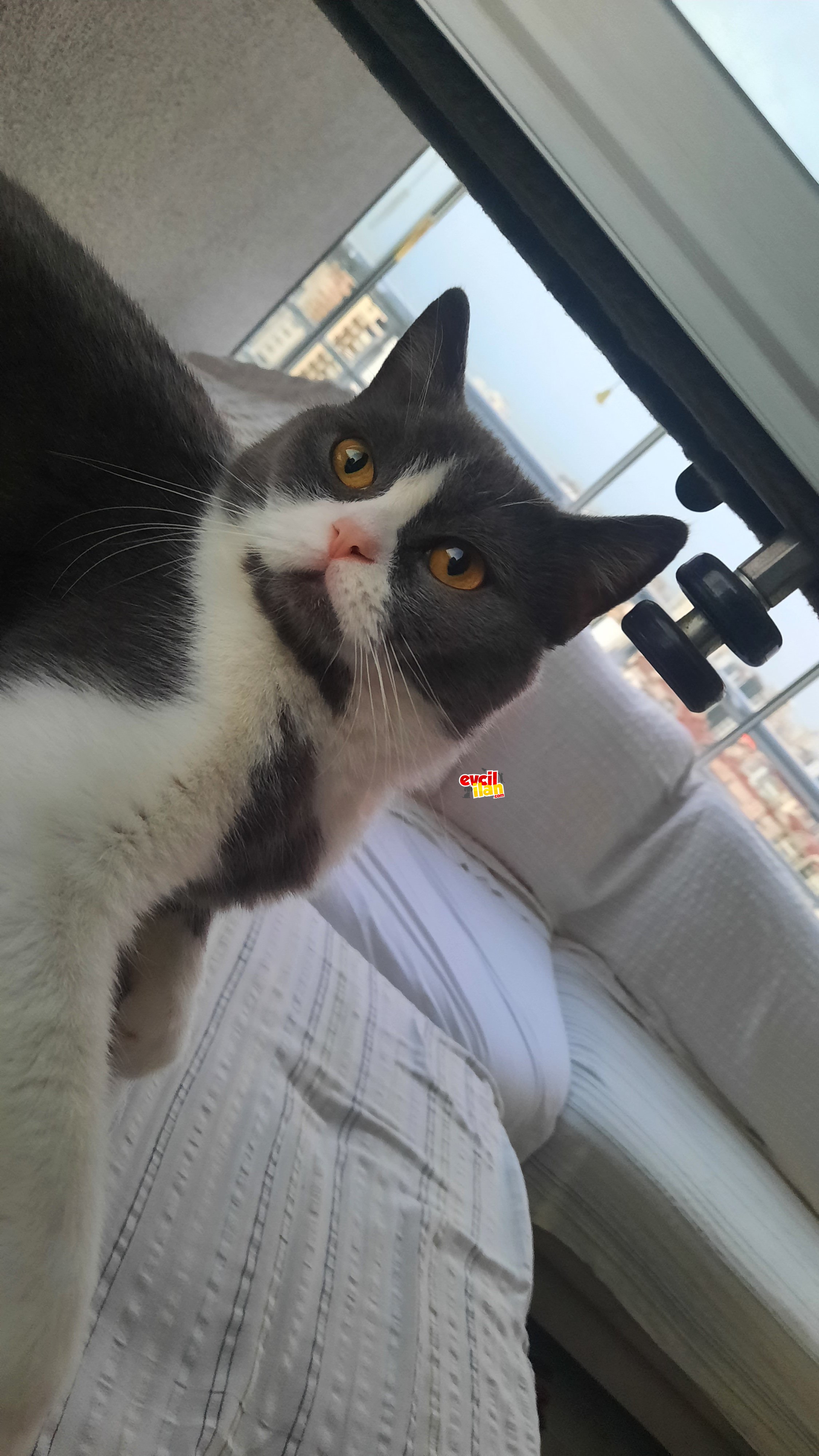 British shorthair bicolor az bulunan cins