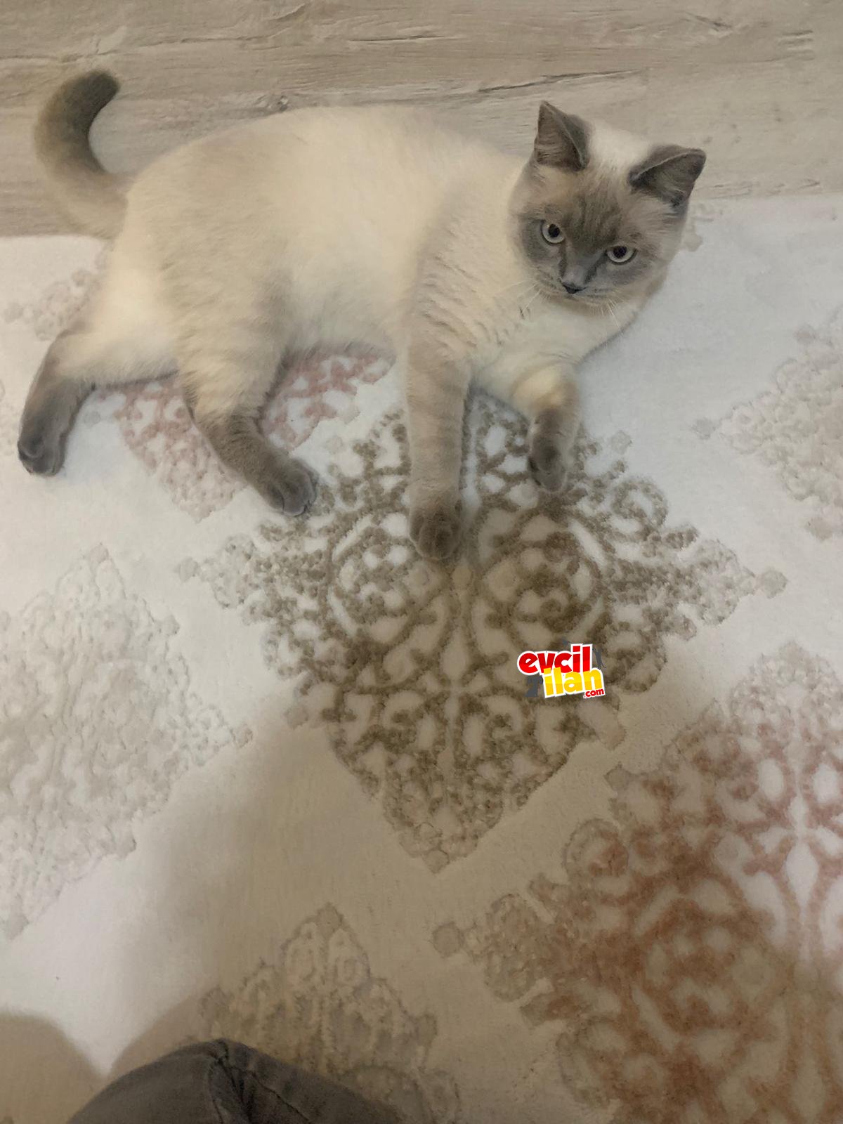 British Shorthair Blu Point 
