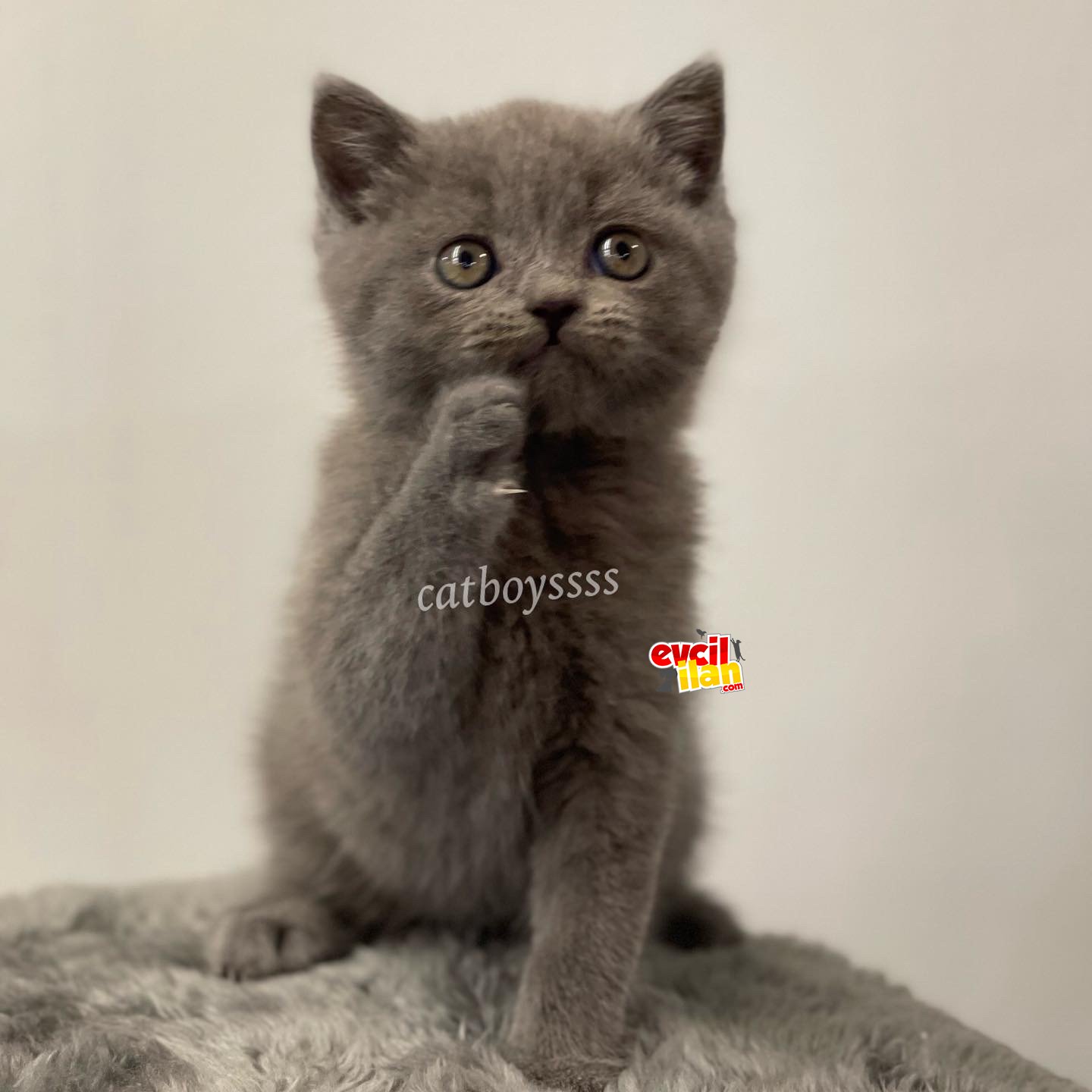 British shorthair blue erkek ve dişi yavrular