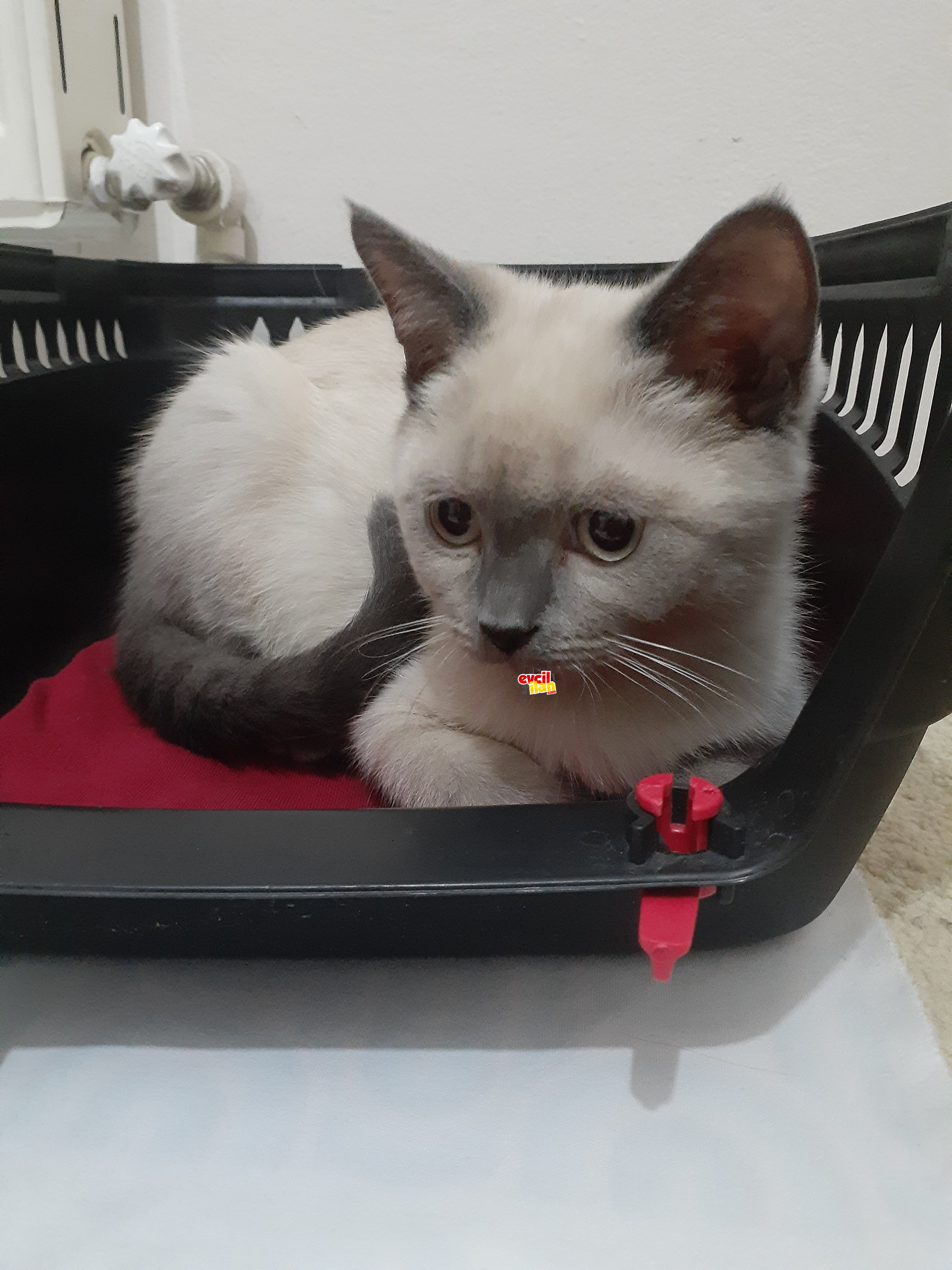 British shorthair blue point 3.5 aylık aşıları var , tüm malzemeleri dahil verilecek 
