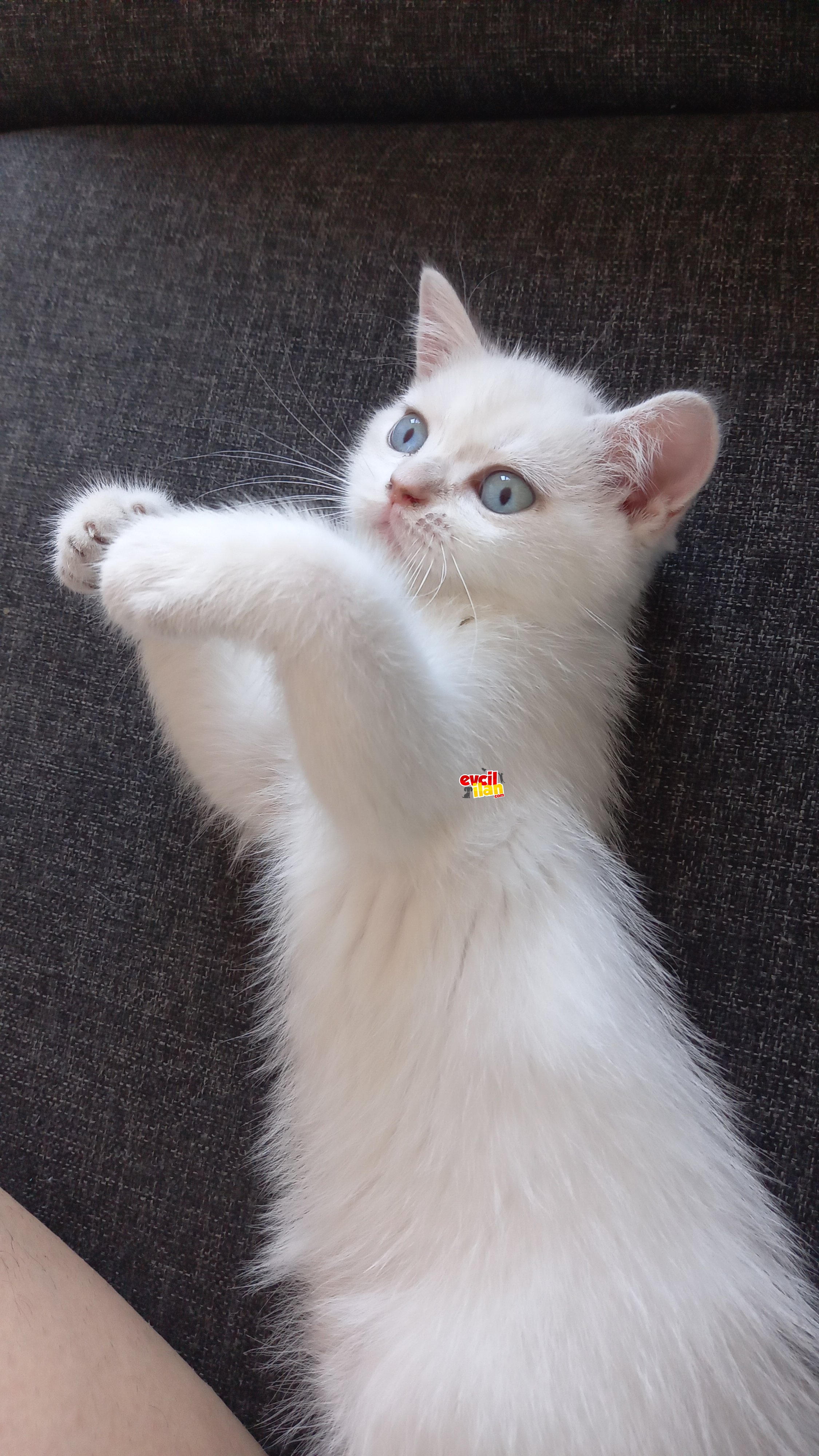 British shorthair blue point beyaz