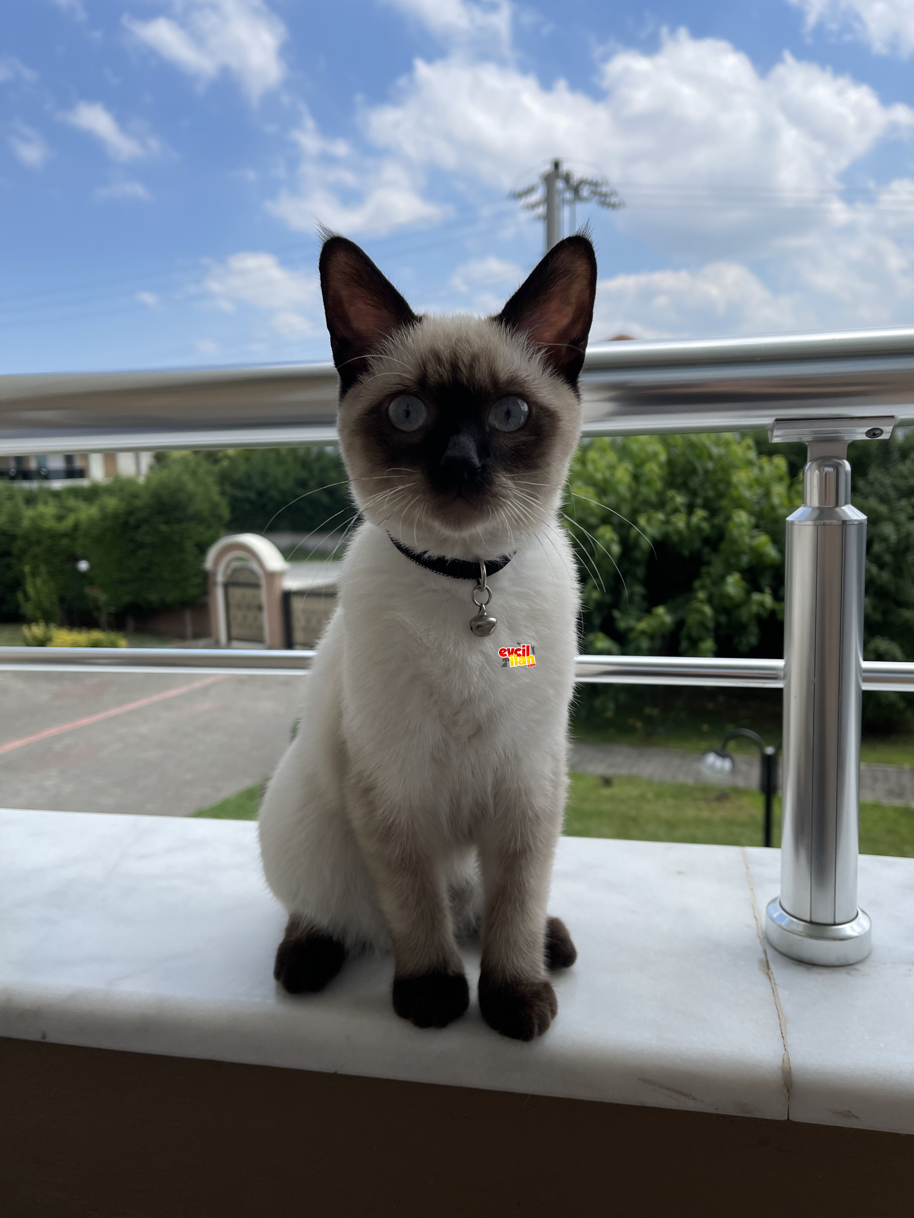 British Shorthair Blue Point Chocolate