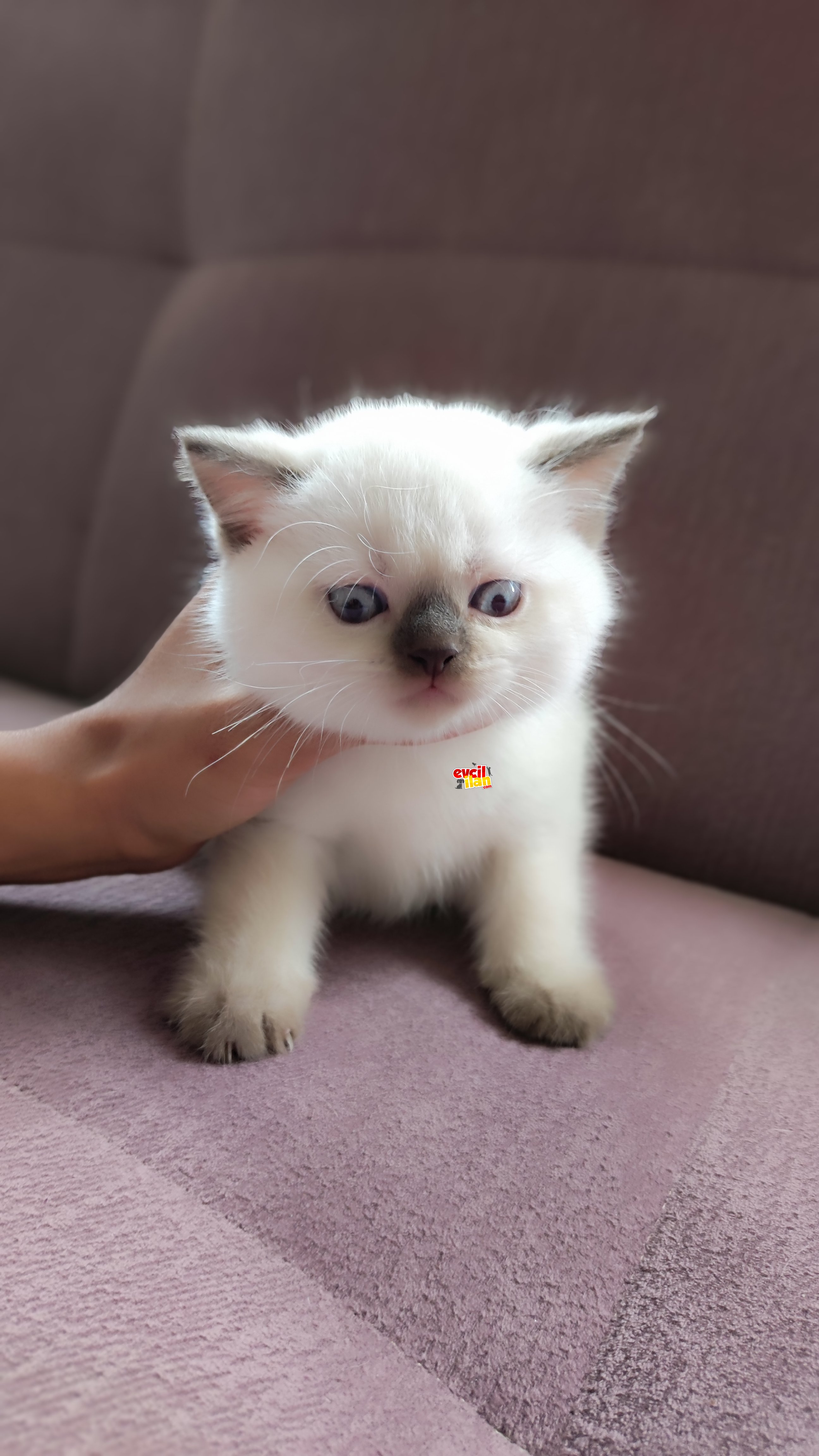 British shorthair blue point çikolata:)