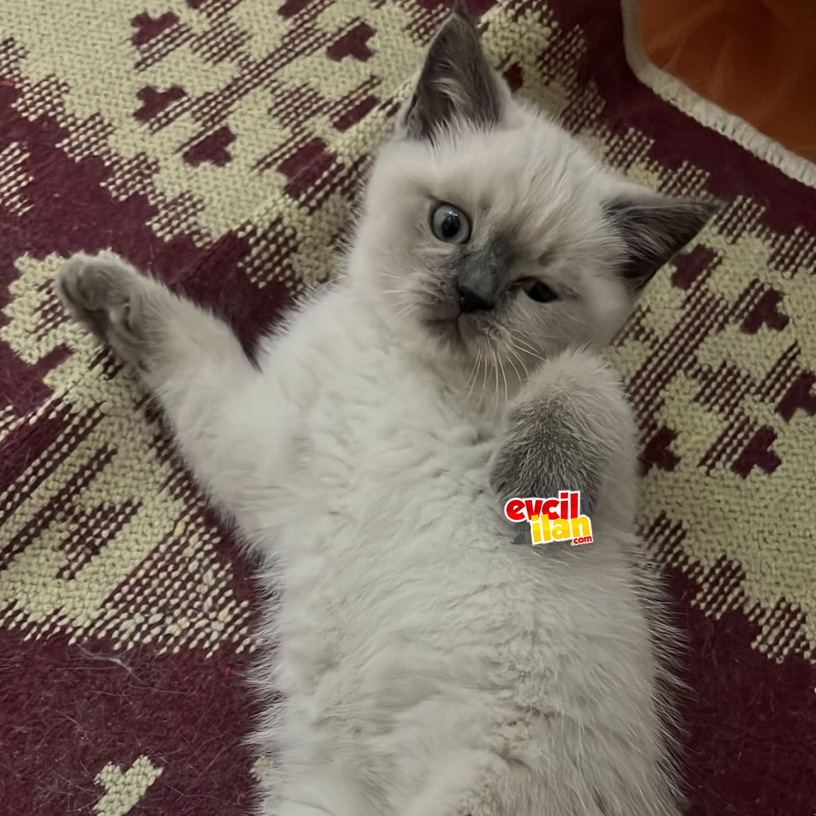  British Shorthair Blue Point Erkek Yavrular