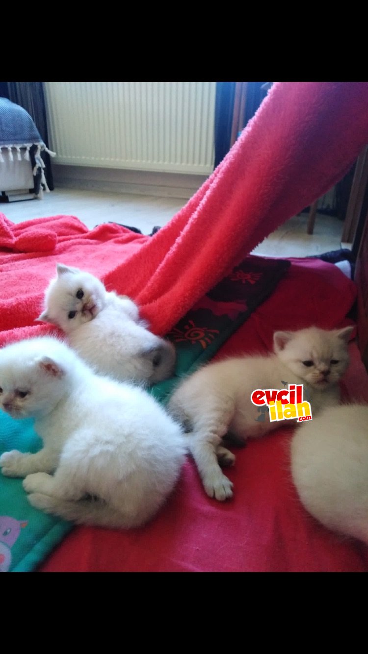 British shorthair blue point safkan yavrularımız 