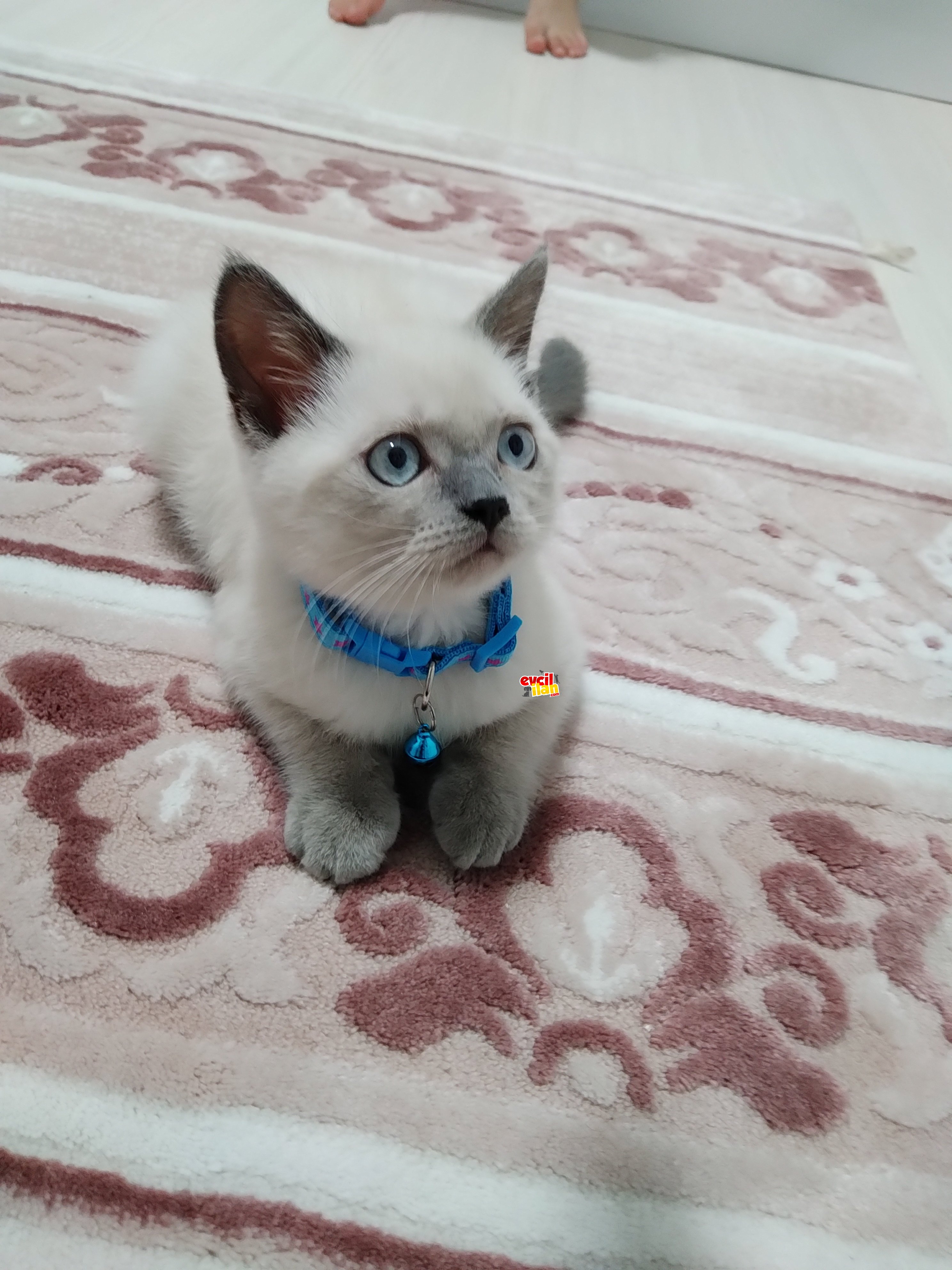 British shorthair blue point 