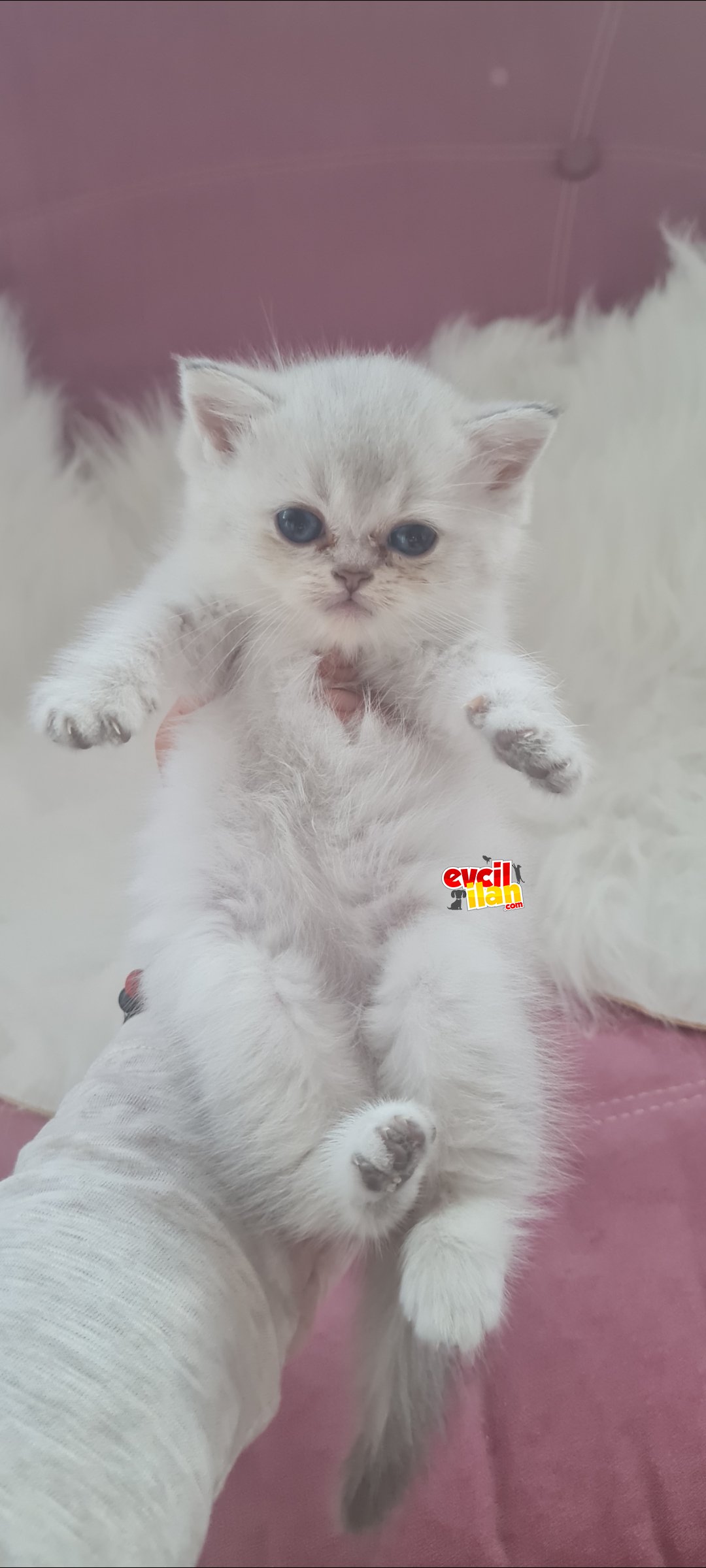 British shorthair blue point