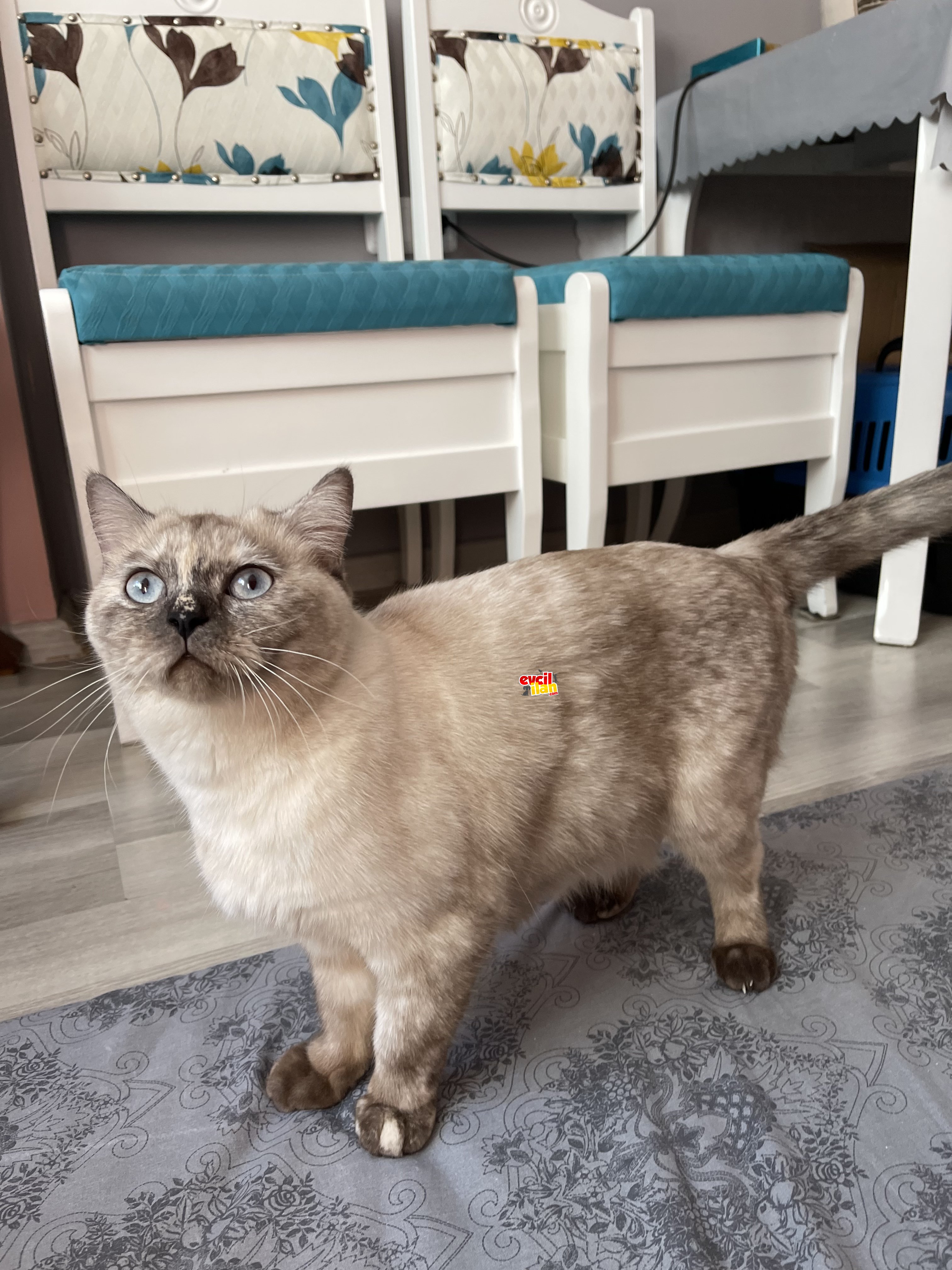 BRİTİSH SHORTHAİR BLUE POİNT