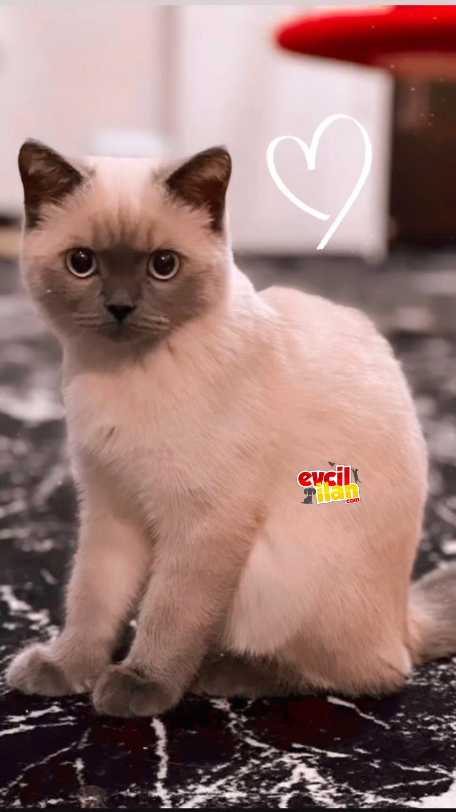 british shorthair blue point