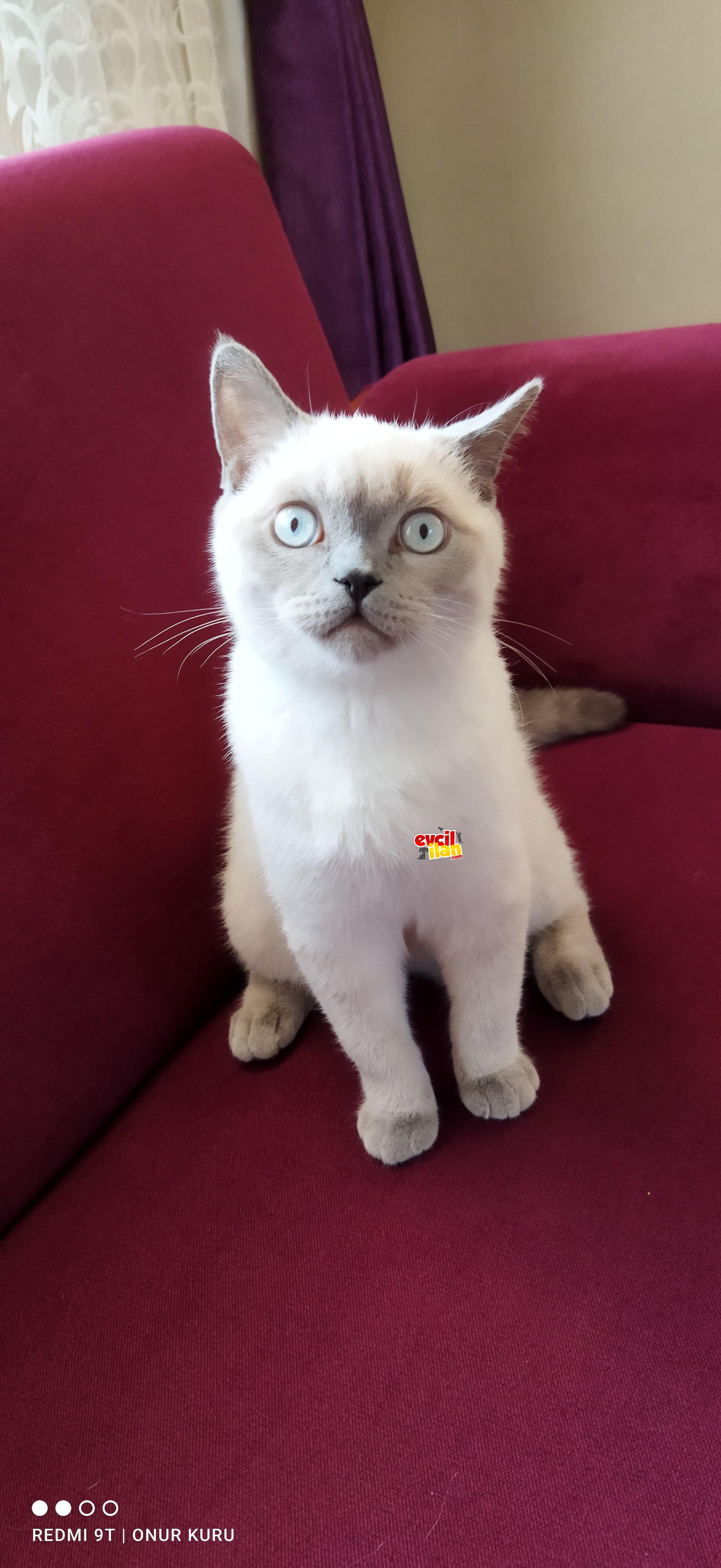 british Shorthair Blue pPoint