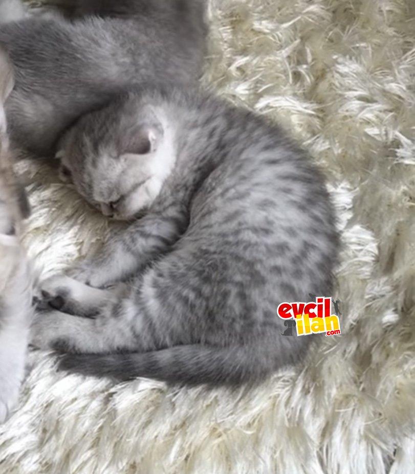 British shorthair blue