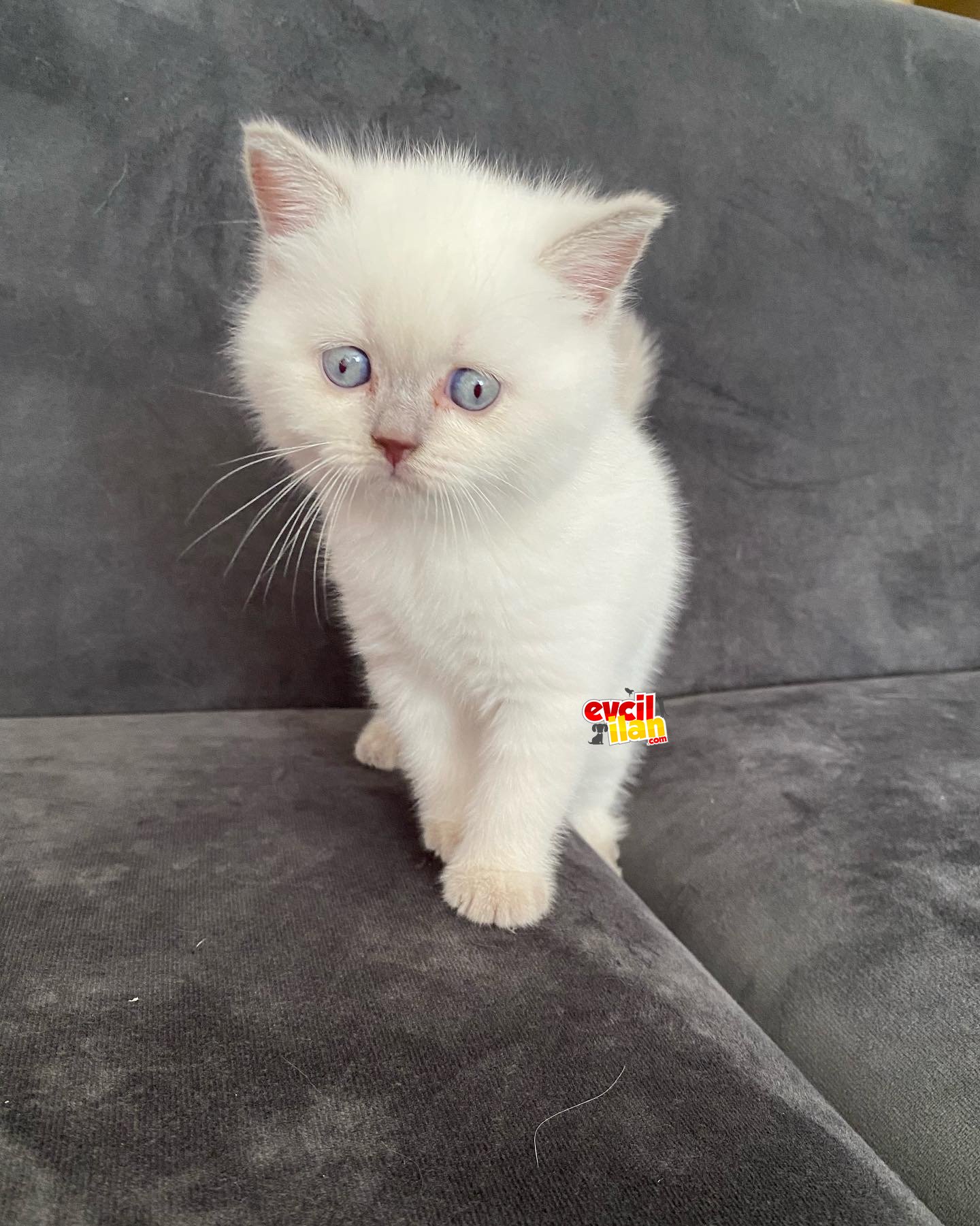 British shorthair bluepoint yavrular