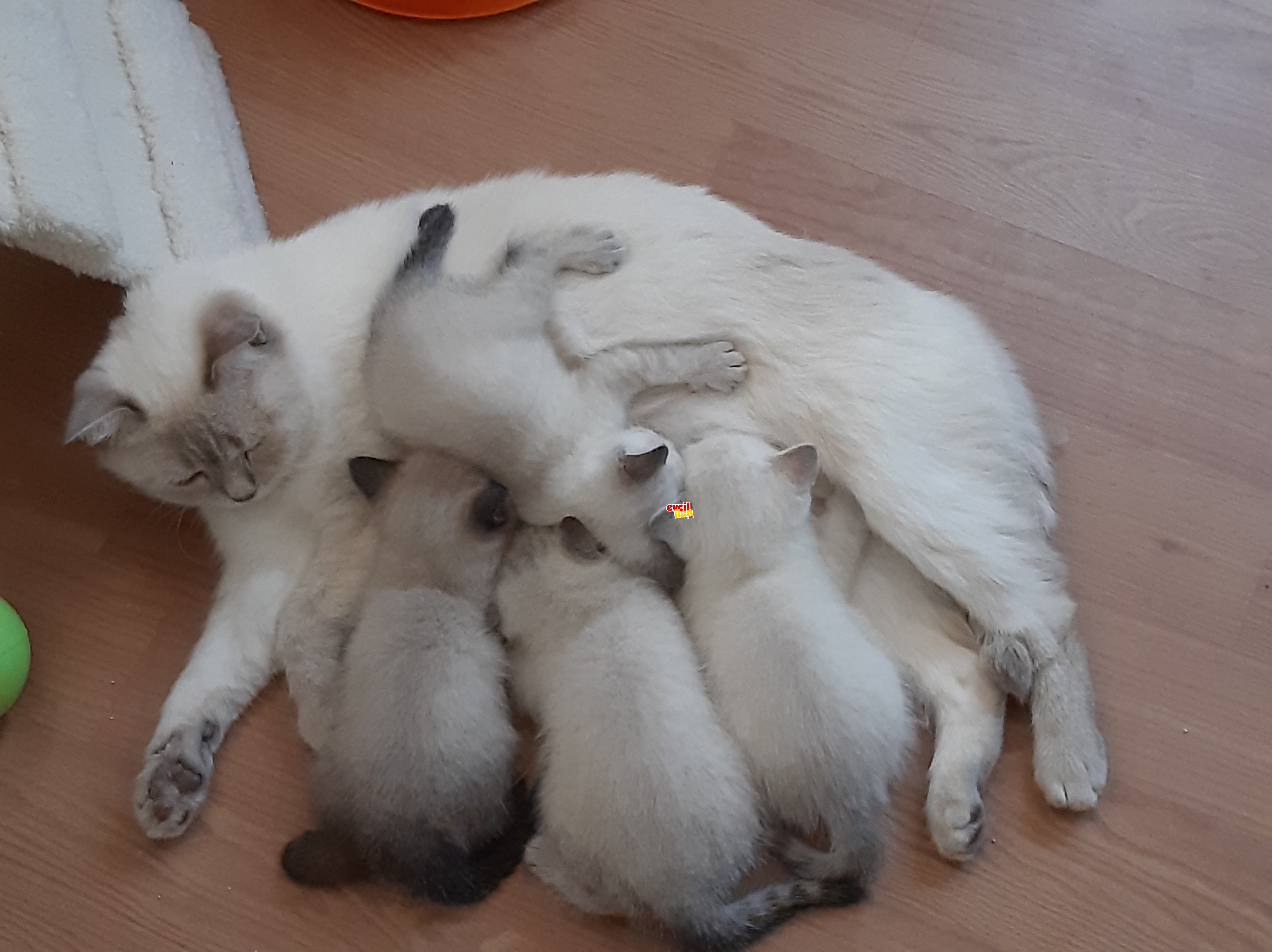 British Shorthair bluepoint 