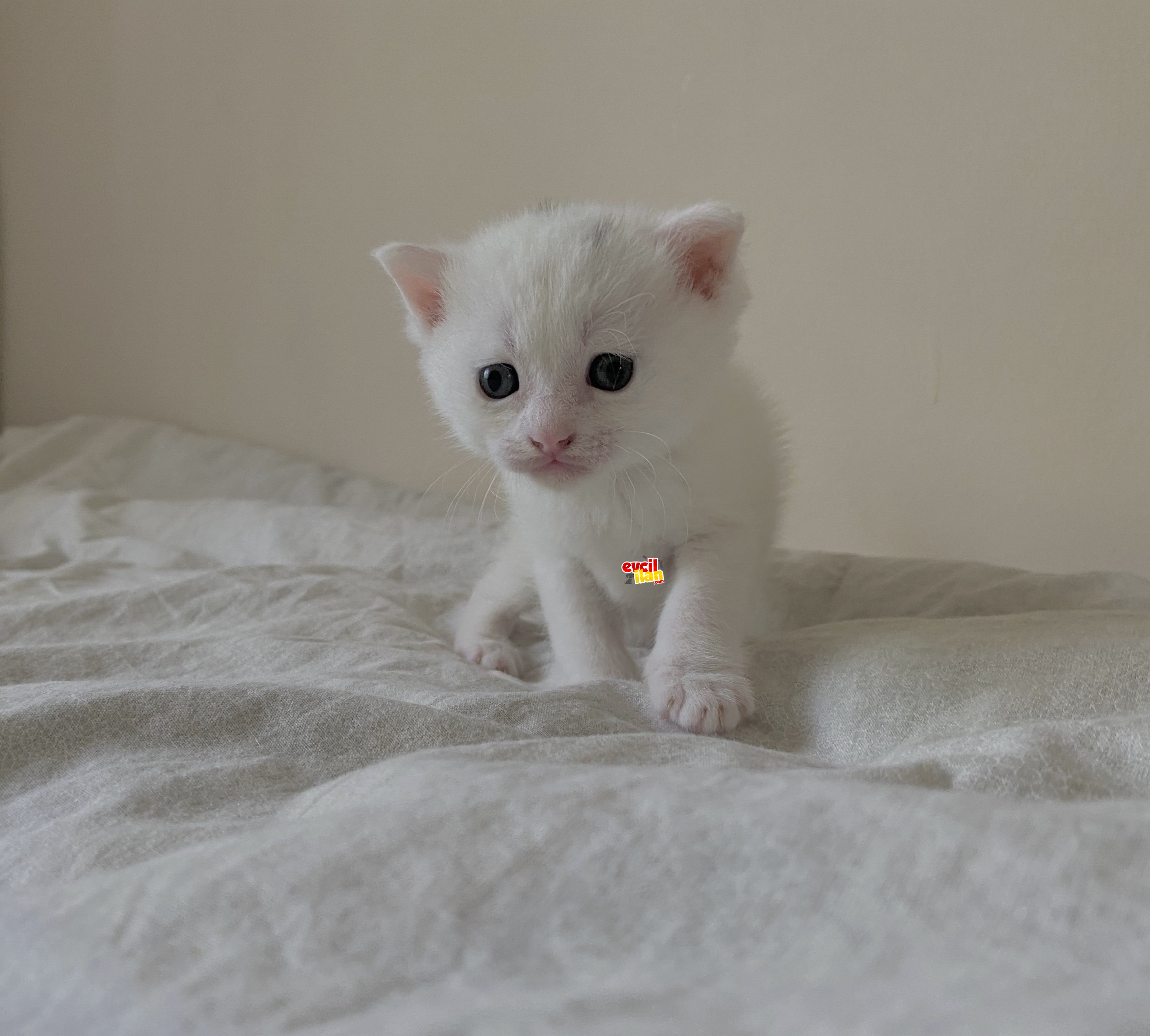 British Shorthair Canayakın Yavru Kedi