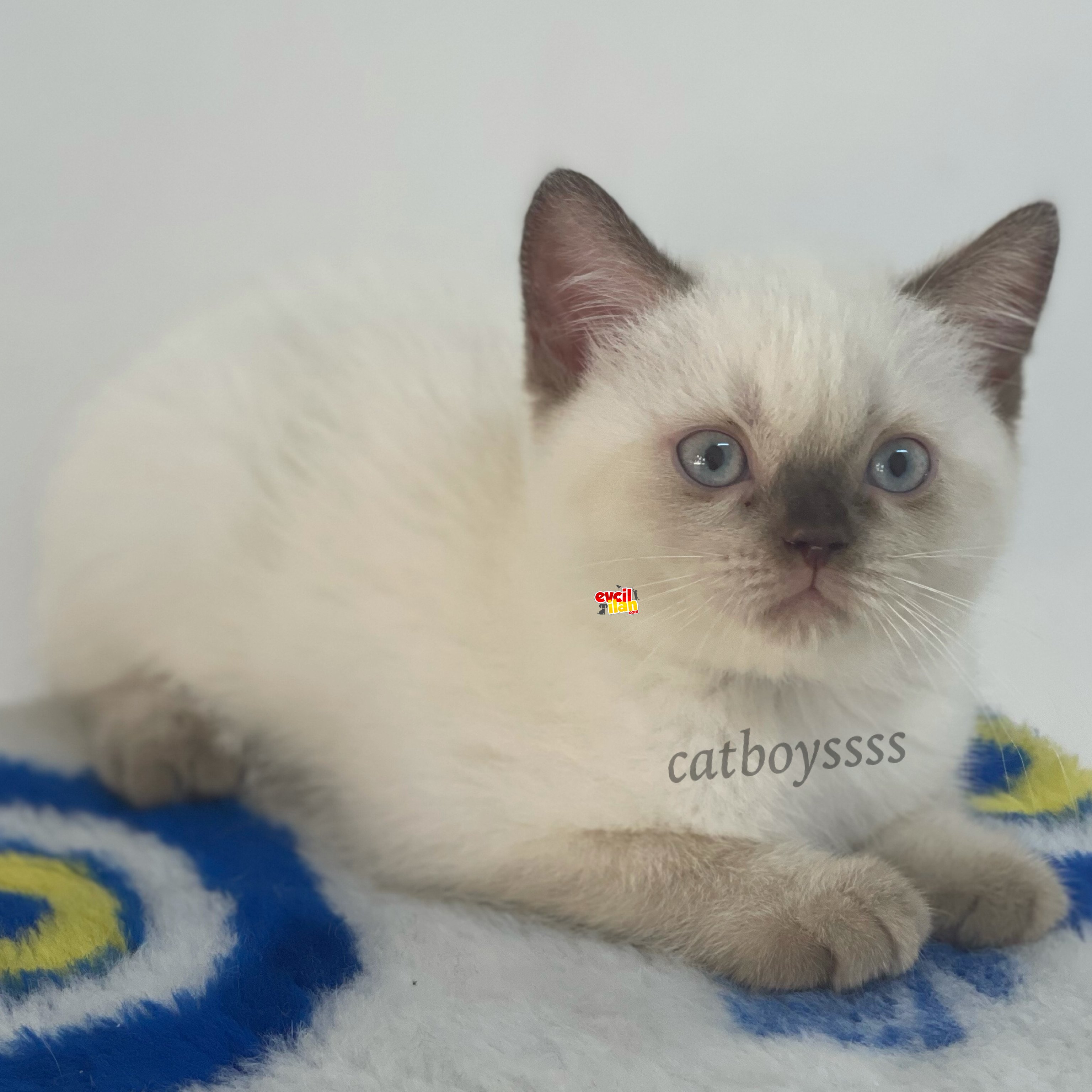 British shorthair çikolata point mavi gözlü erkek