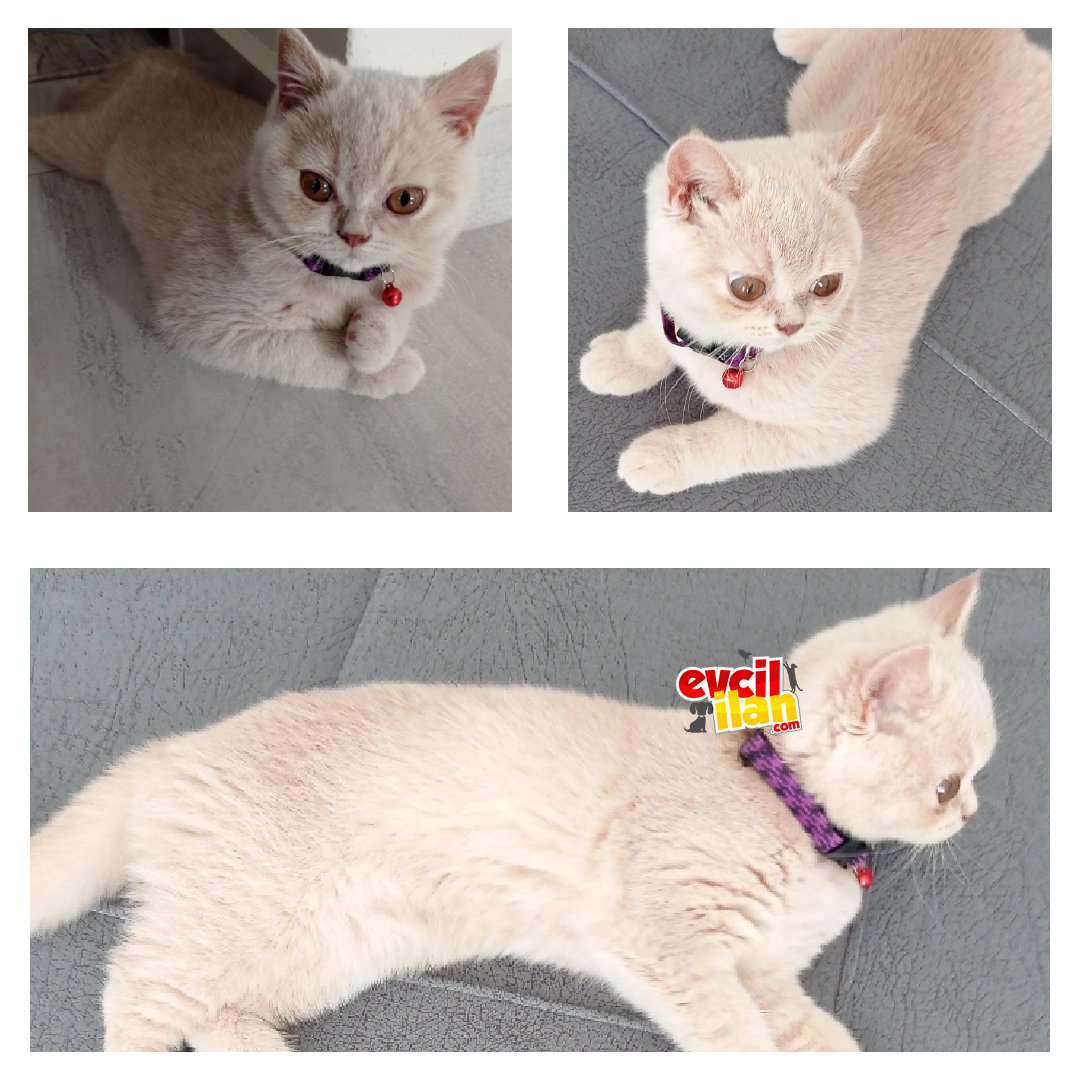 british shorthair cream 3 aylık