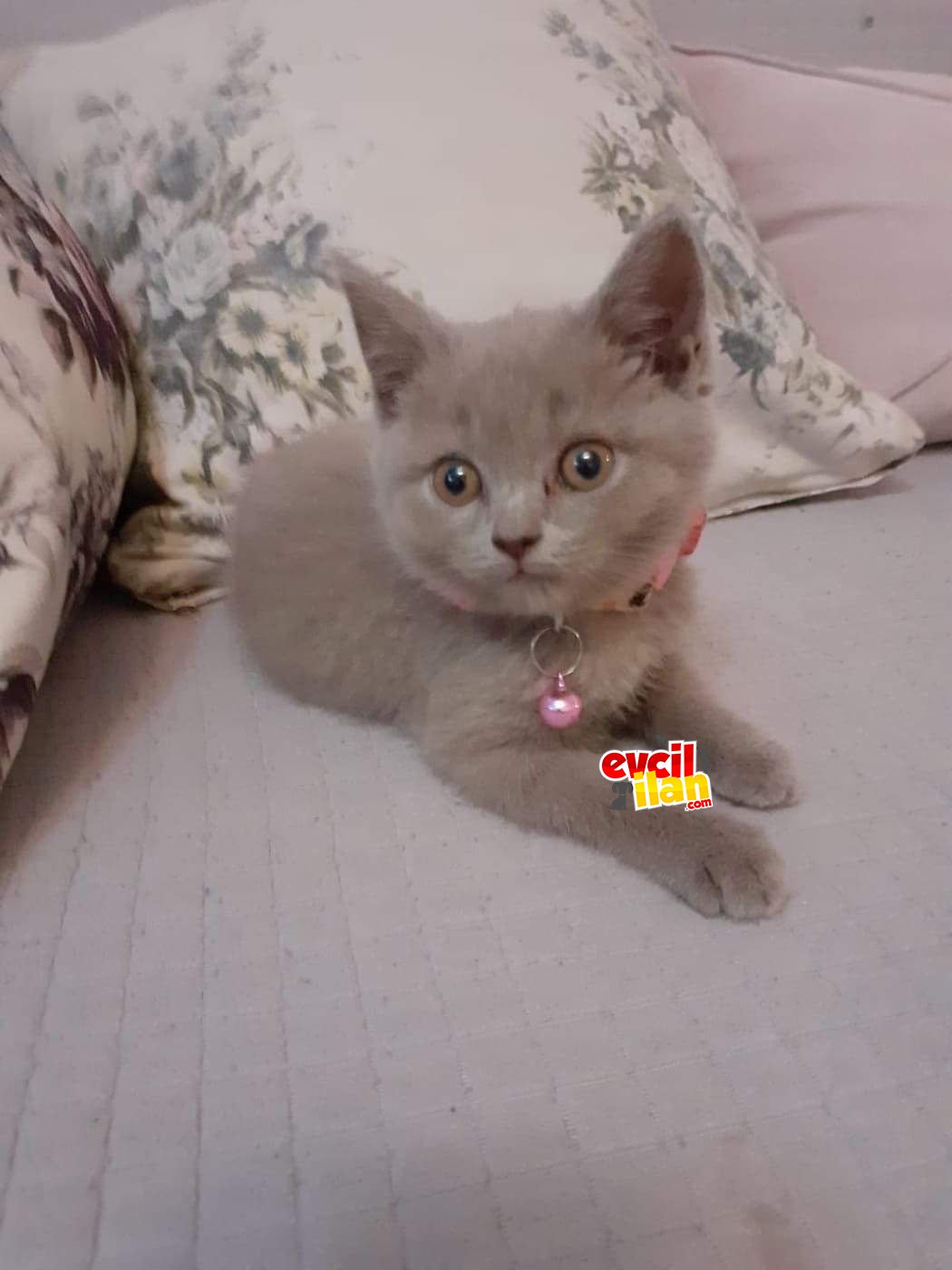 British shorthair dişi kedi