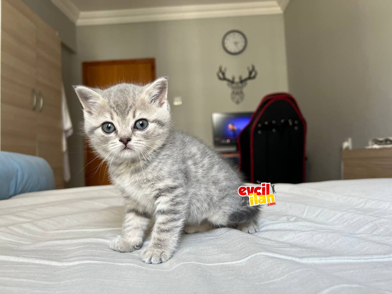 British shorthair dişi ve erkek yavrular