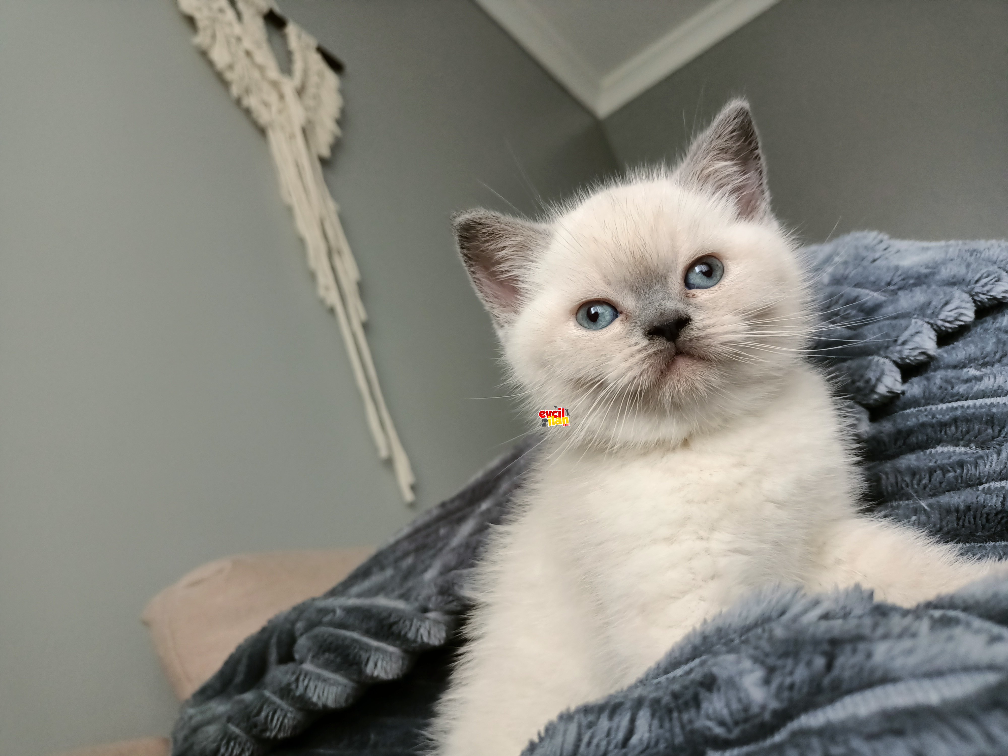 British Shorthair Dişi