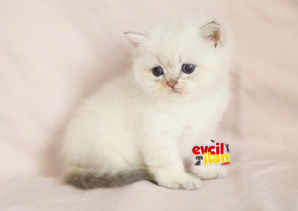 British shorthair dişi 