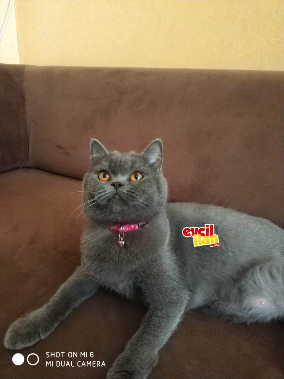 British Shorthair dişi 