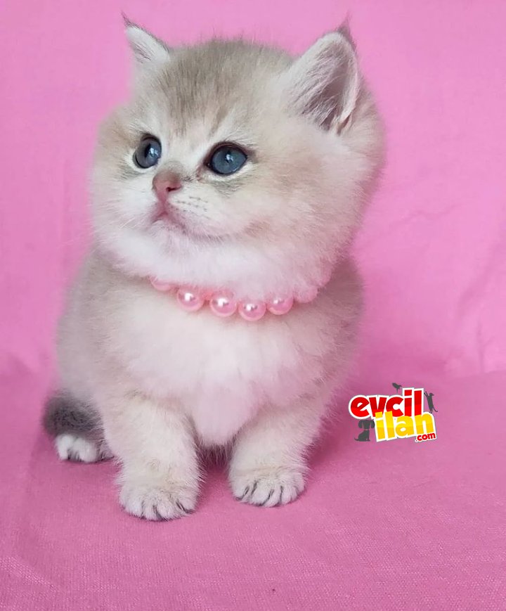 British shorthair dişi 