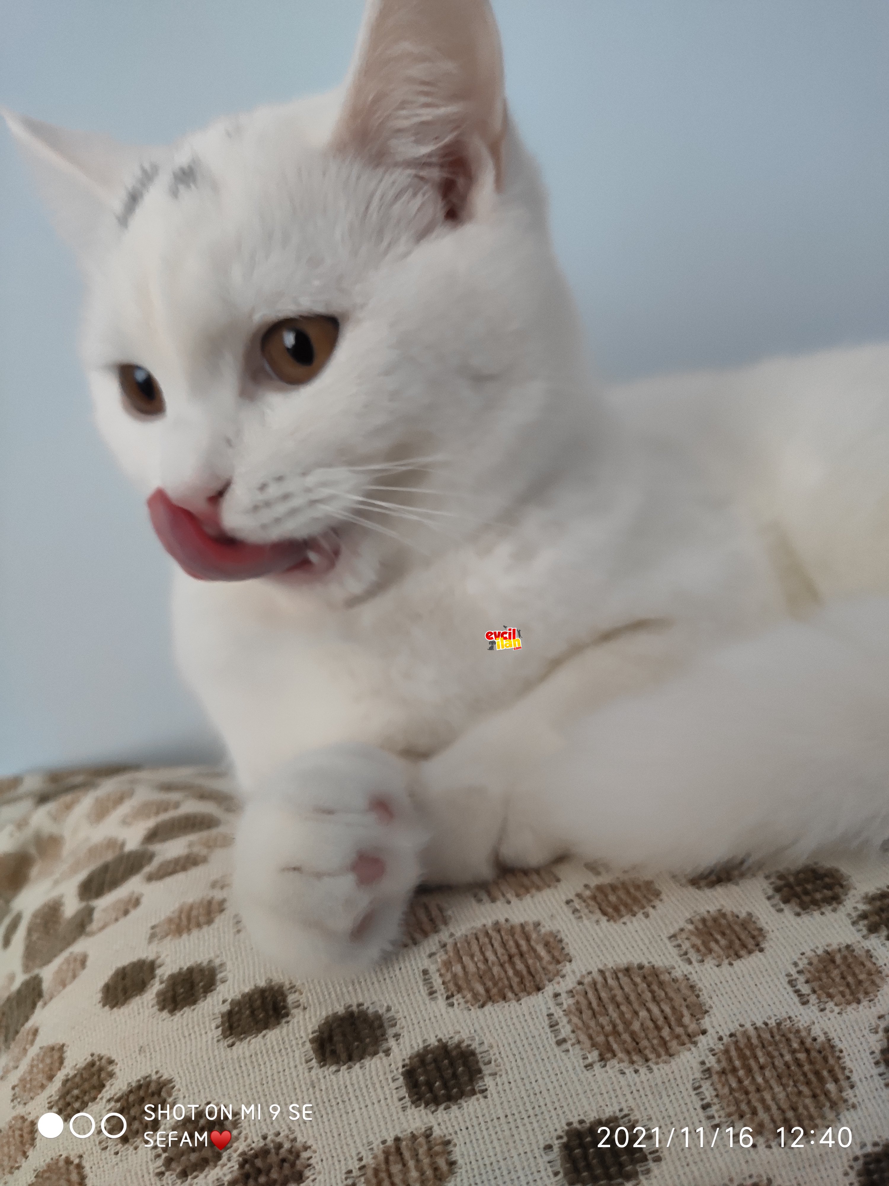 British shorthair dişi
