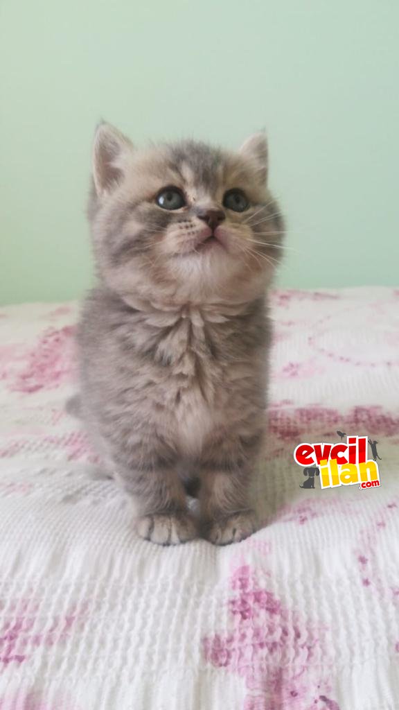 British shorthair dişi 