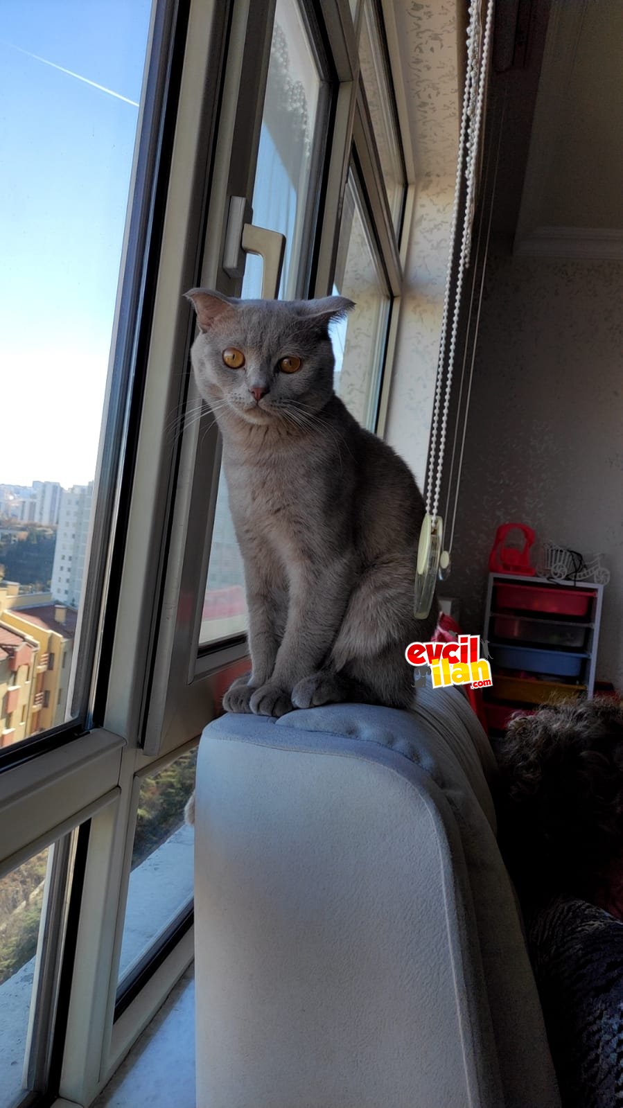 British Shorthair erkek 1 yaşında uysal kedi