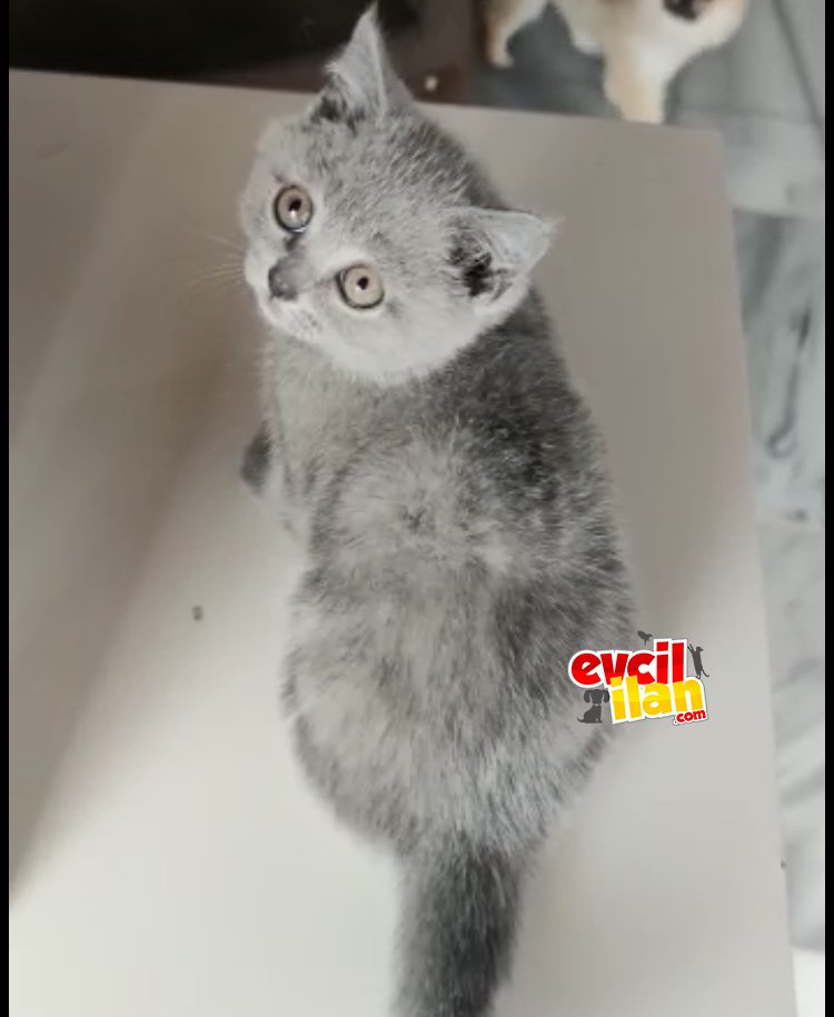British shorthair erkek 2 aylık 