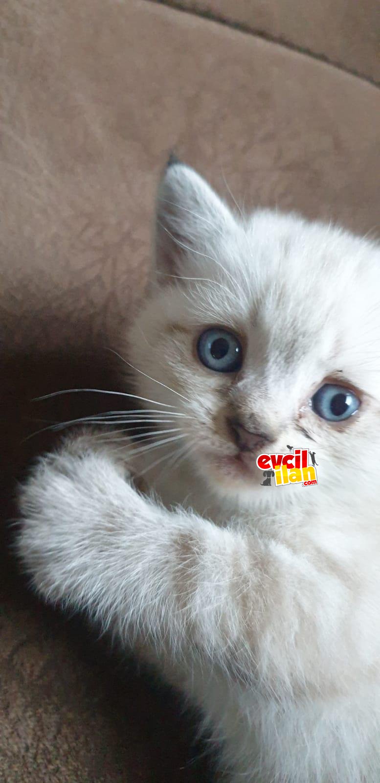 british shorthair erkek 45 günlük 