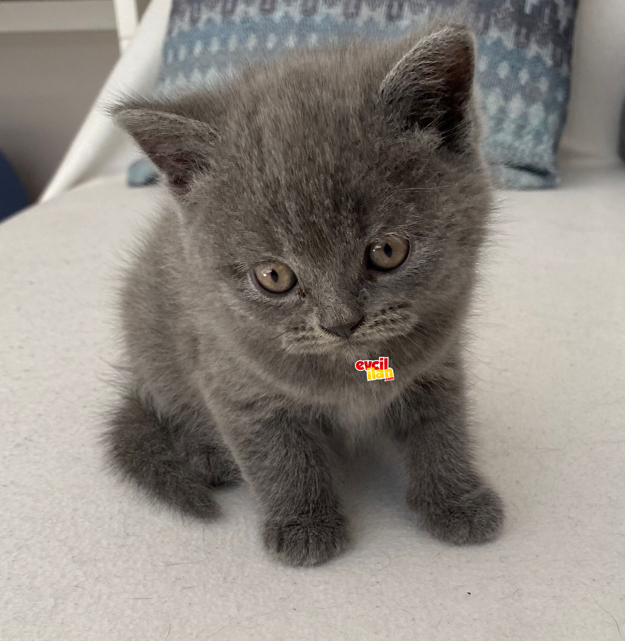 British shorthair erkek 7-8 haftalık kedi