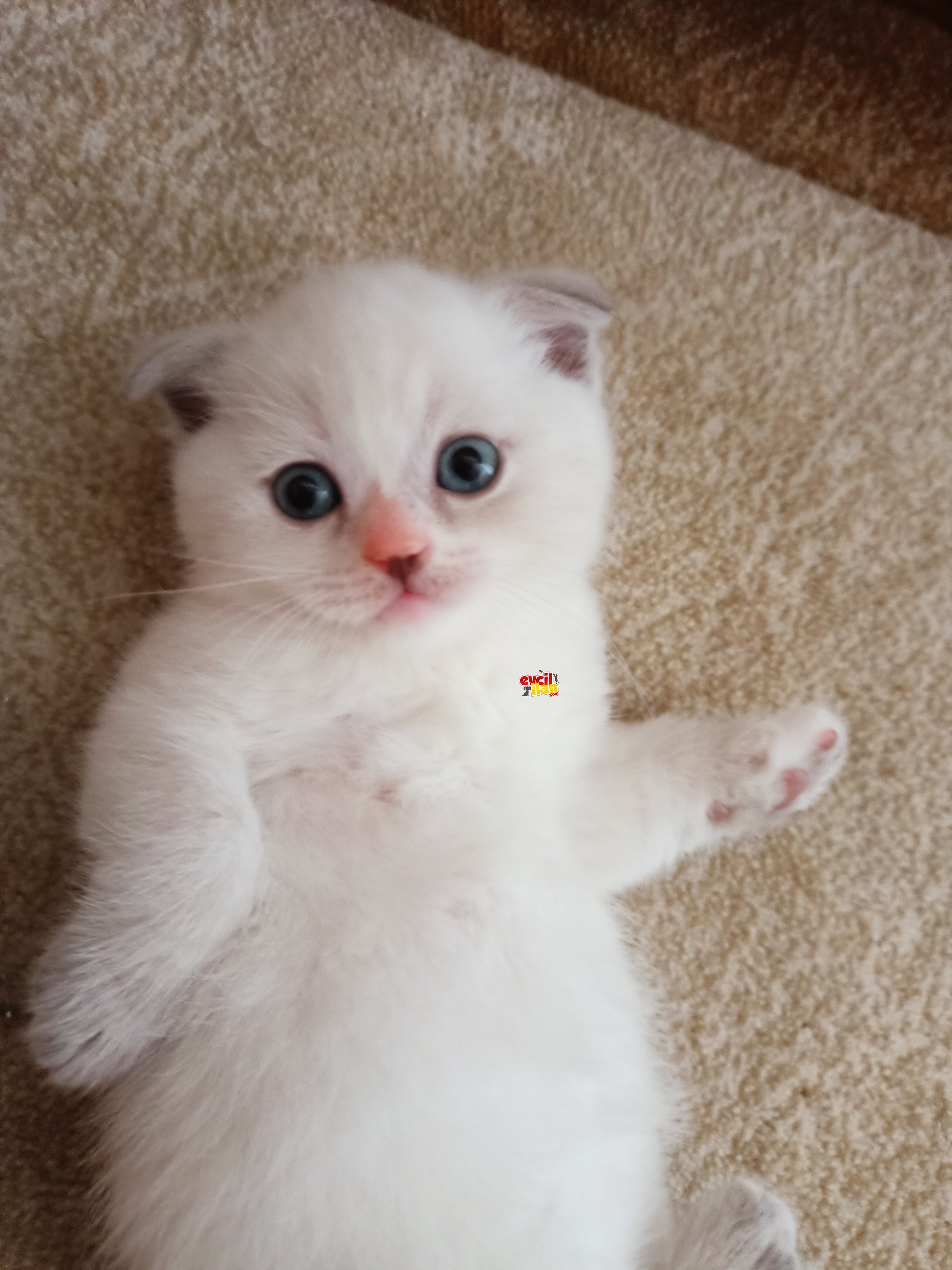 British shorthair erkek kedi