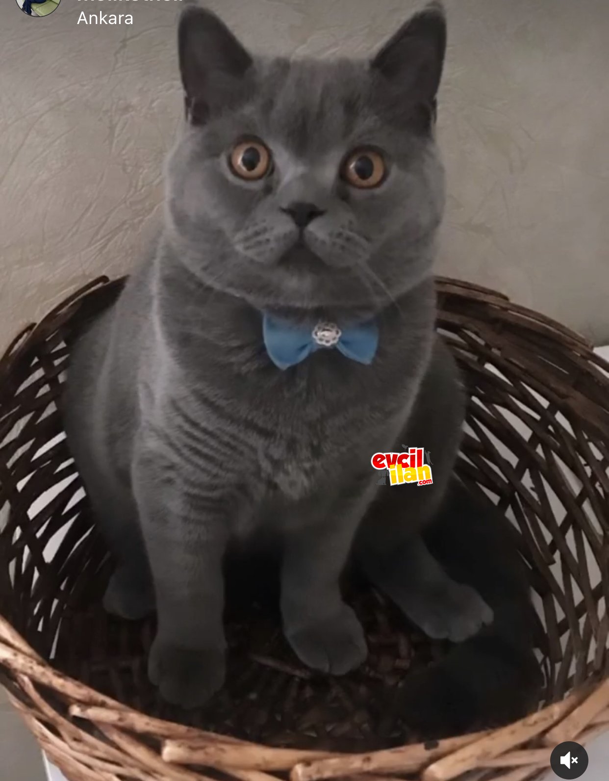 British shorthair erkek sahiplendireceğim 