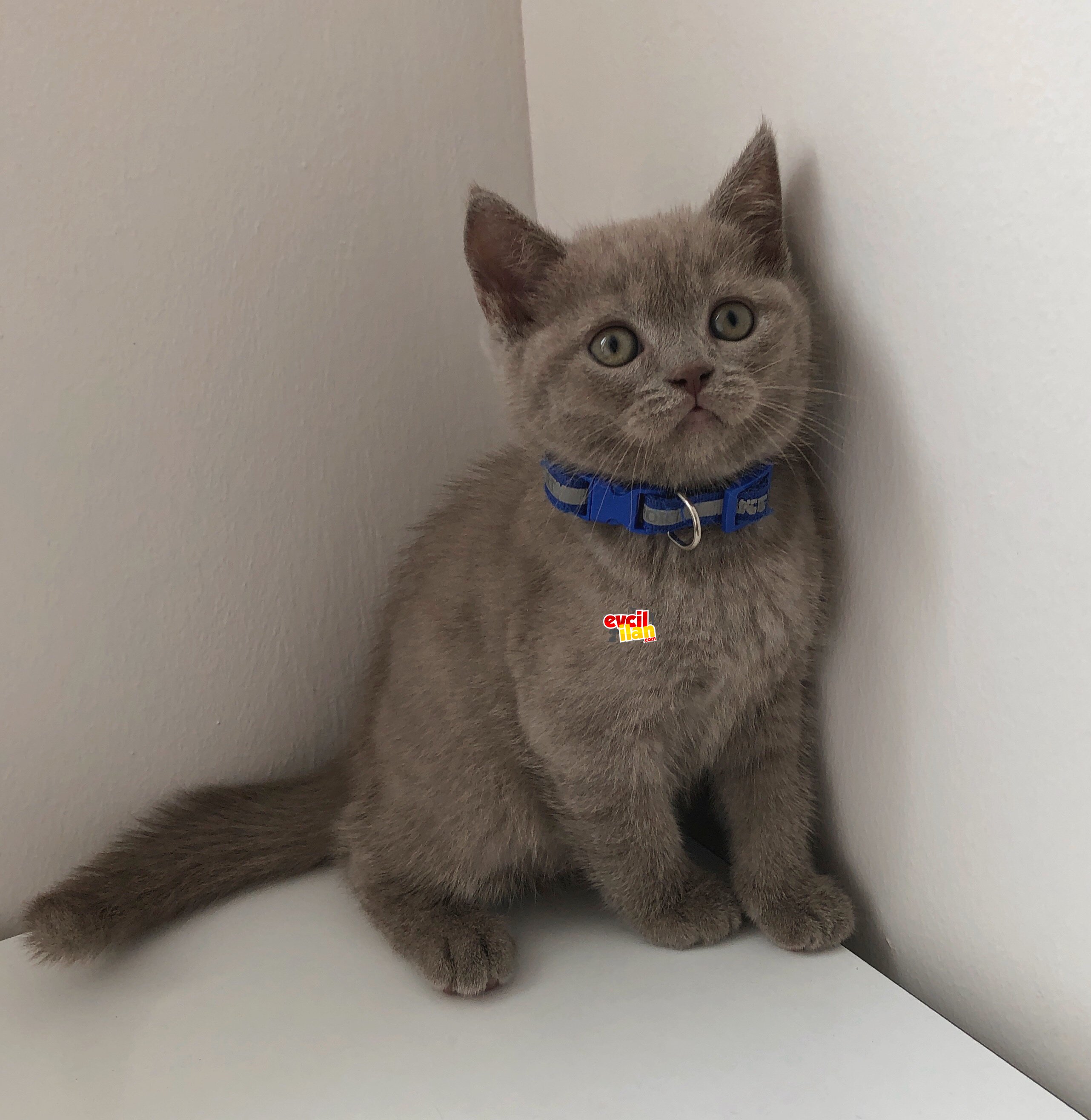 British Shorthair Erkek Ve Dişi Yavrularımız Acil Sahiplendirilicektir