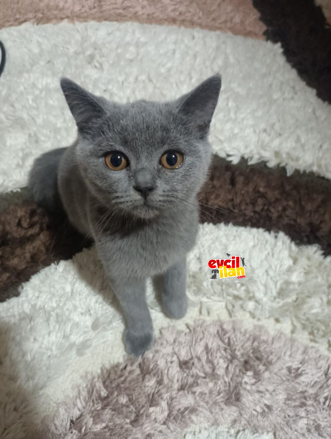 British Shorthair Erkek Yavru Kedi