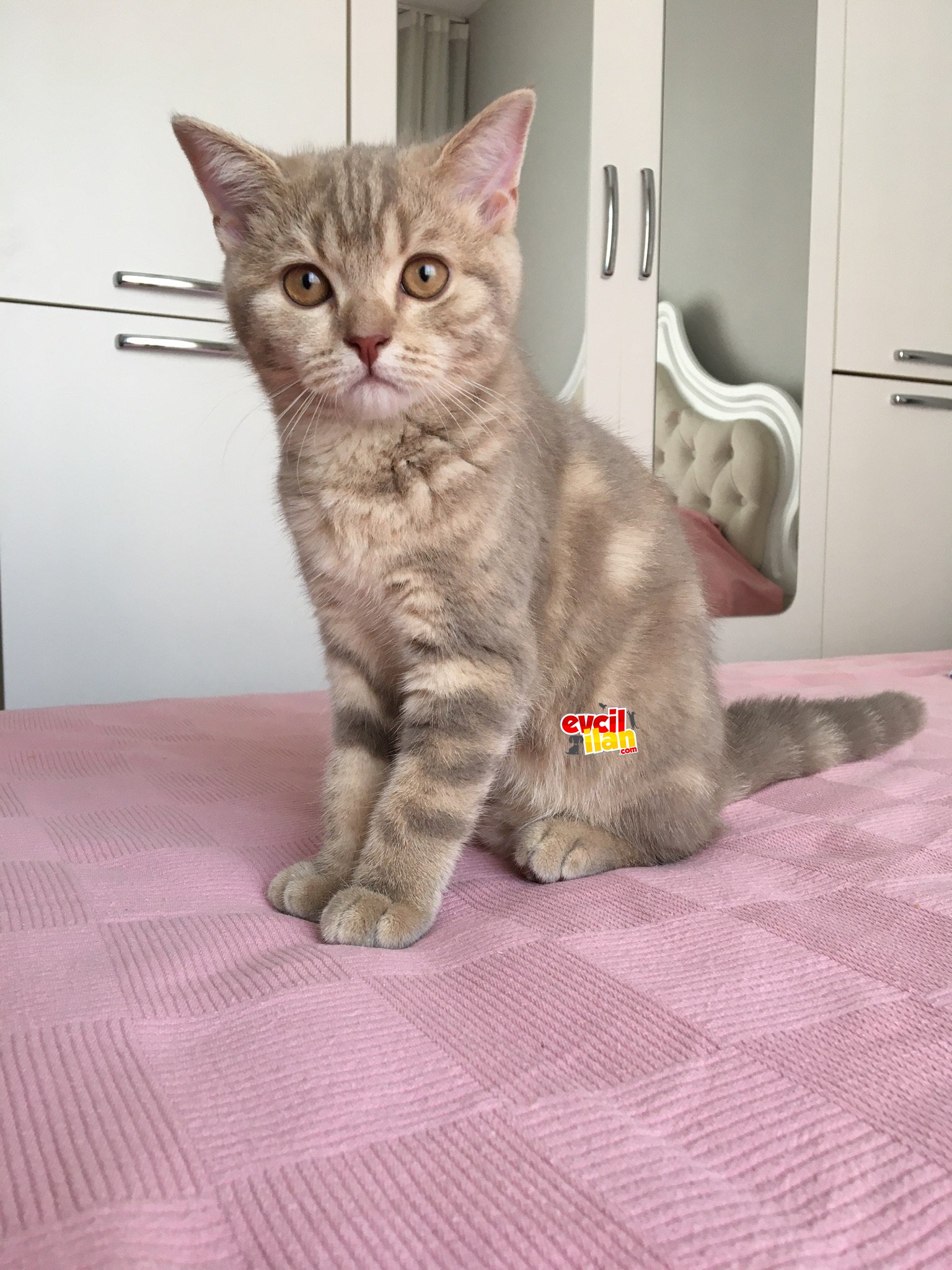 British shorthair erkek yavru 