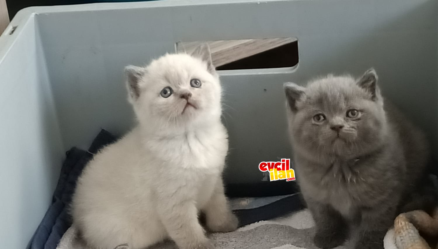 BRITISH SHORTHAIR ERKEK YAVRULARI