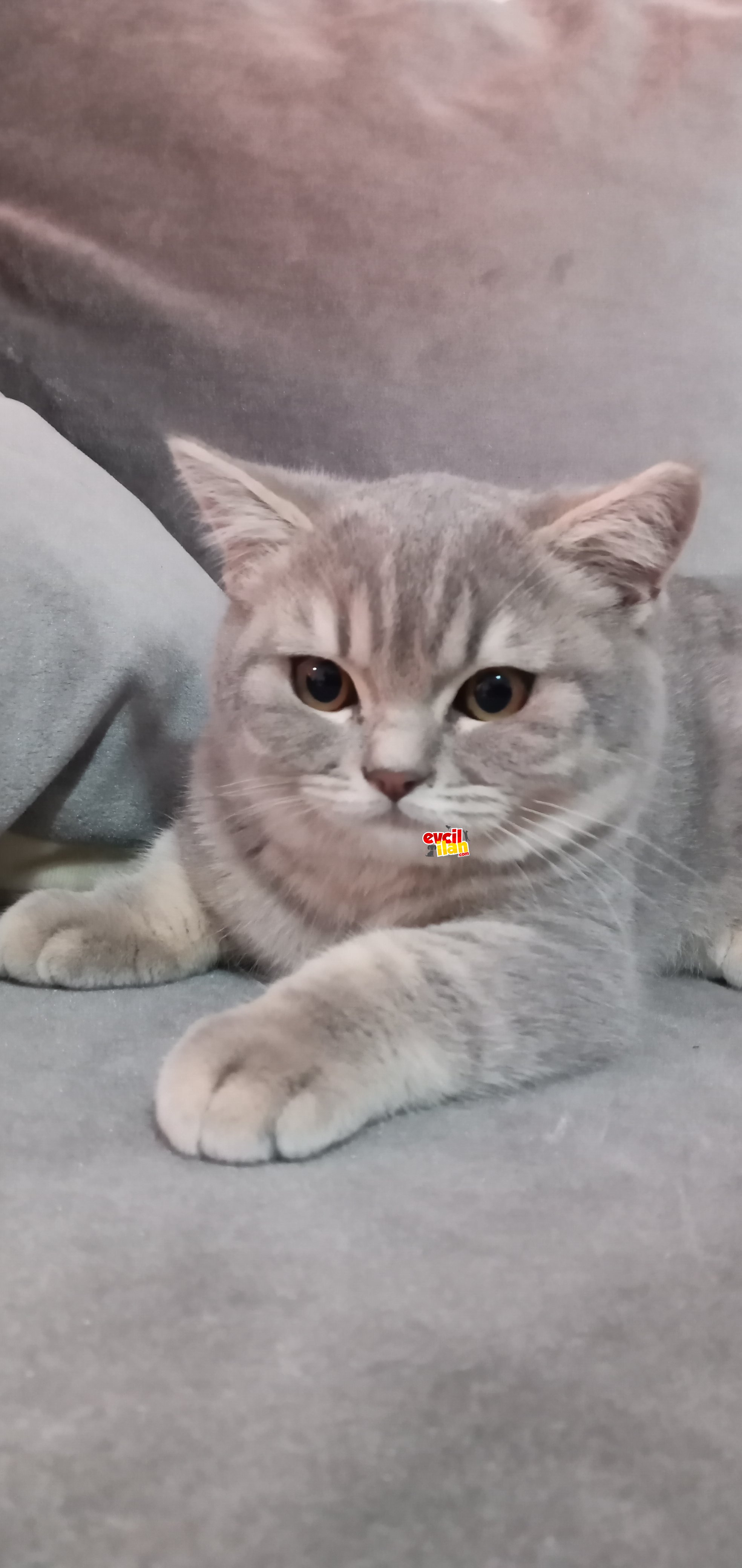 British shorthair erkek yavrumuz..